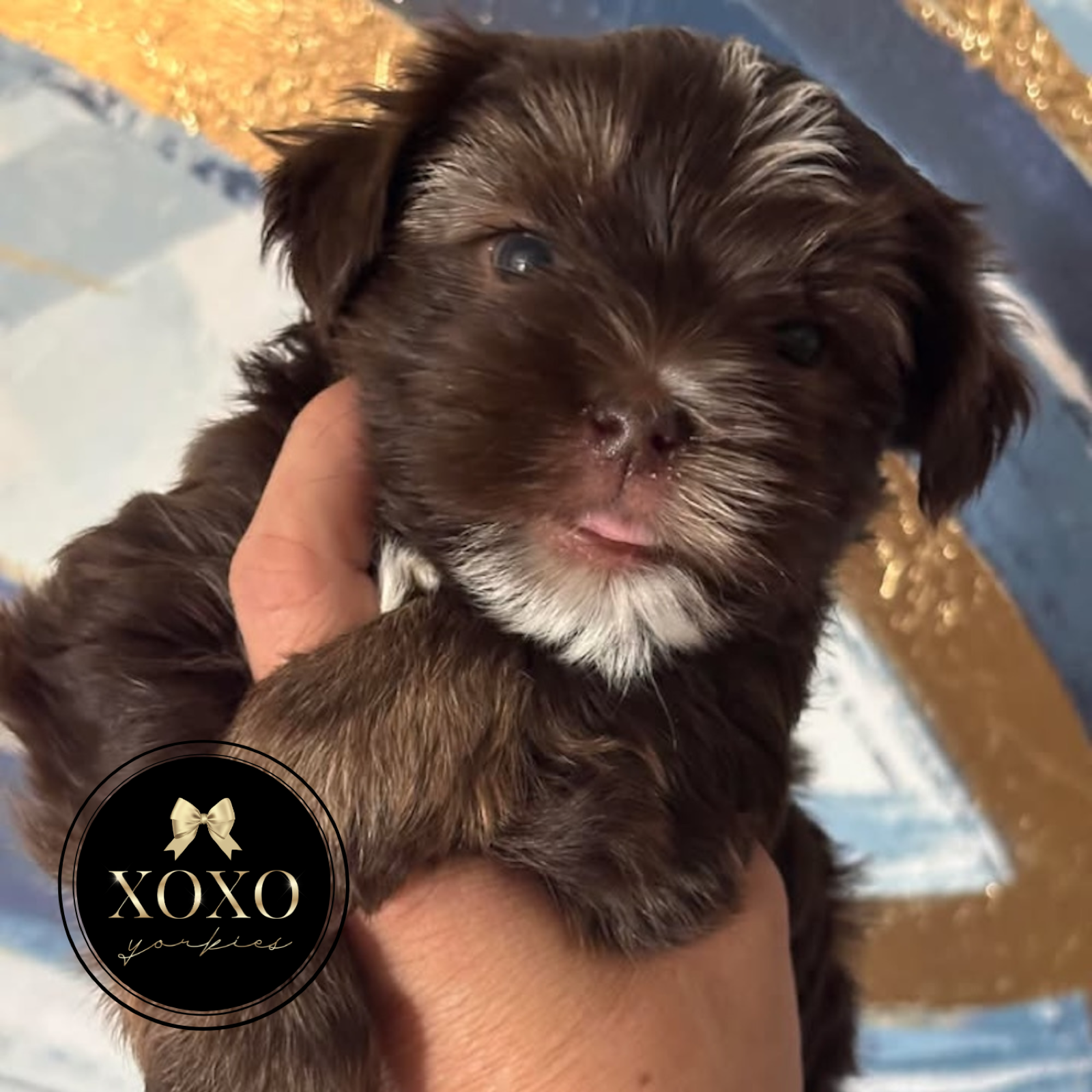 XOXO Yorkie