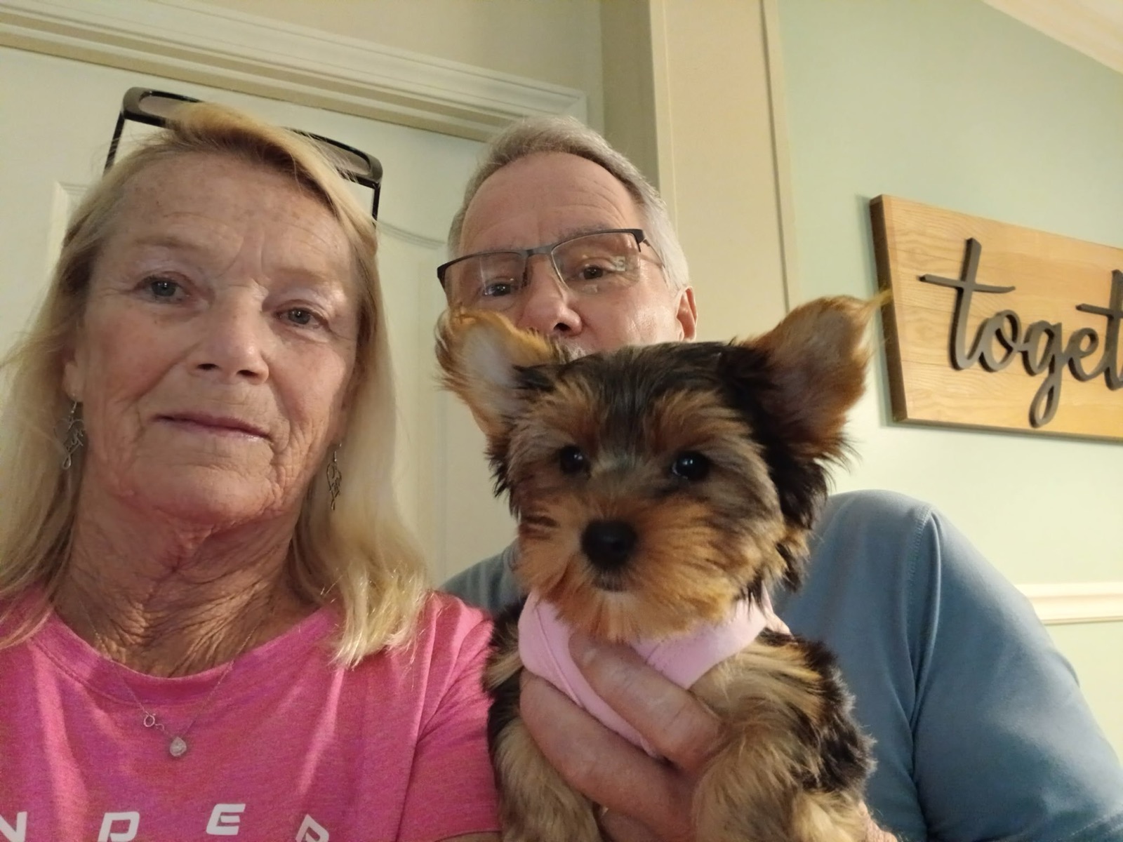 Lily —  Yorkie