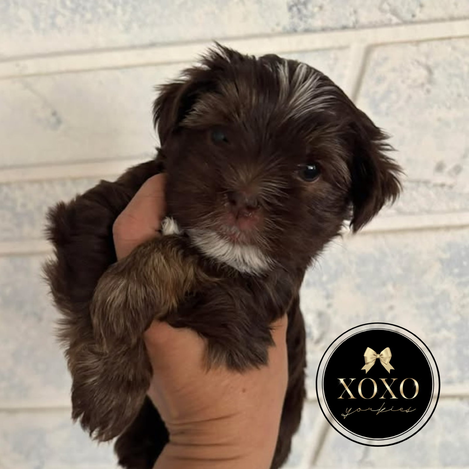 XOXO Yorkie