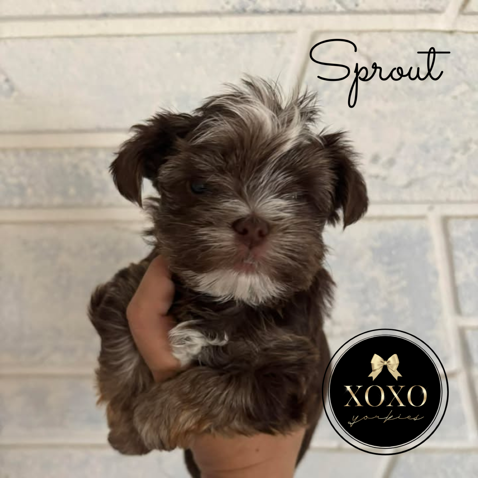 Sprout —  Yorkie