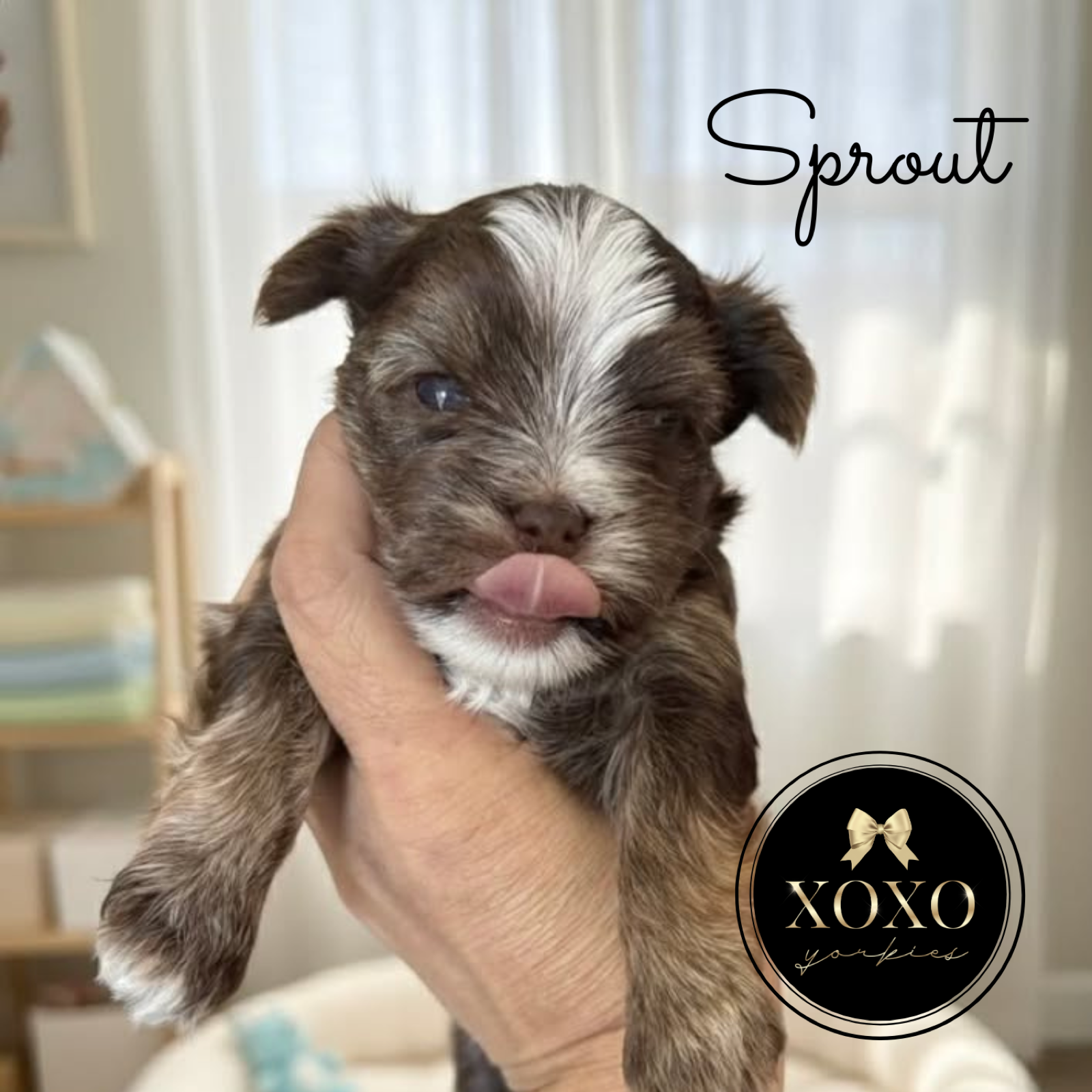 XOXO Yorkie