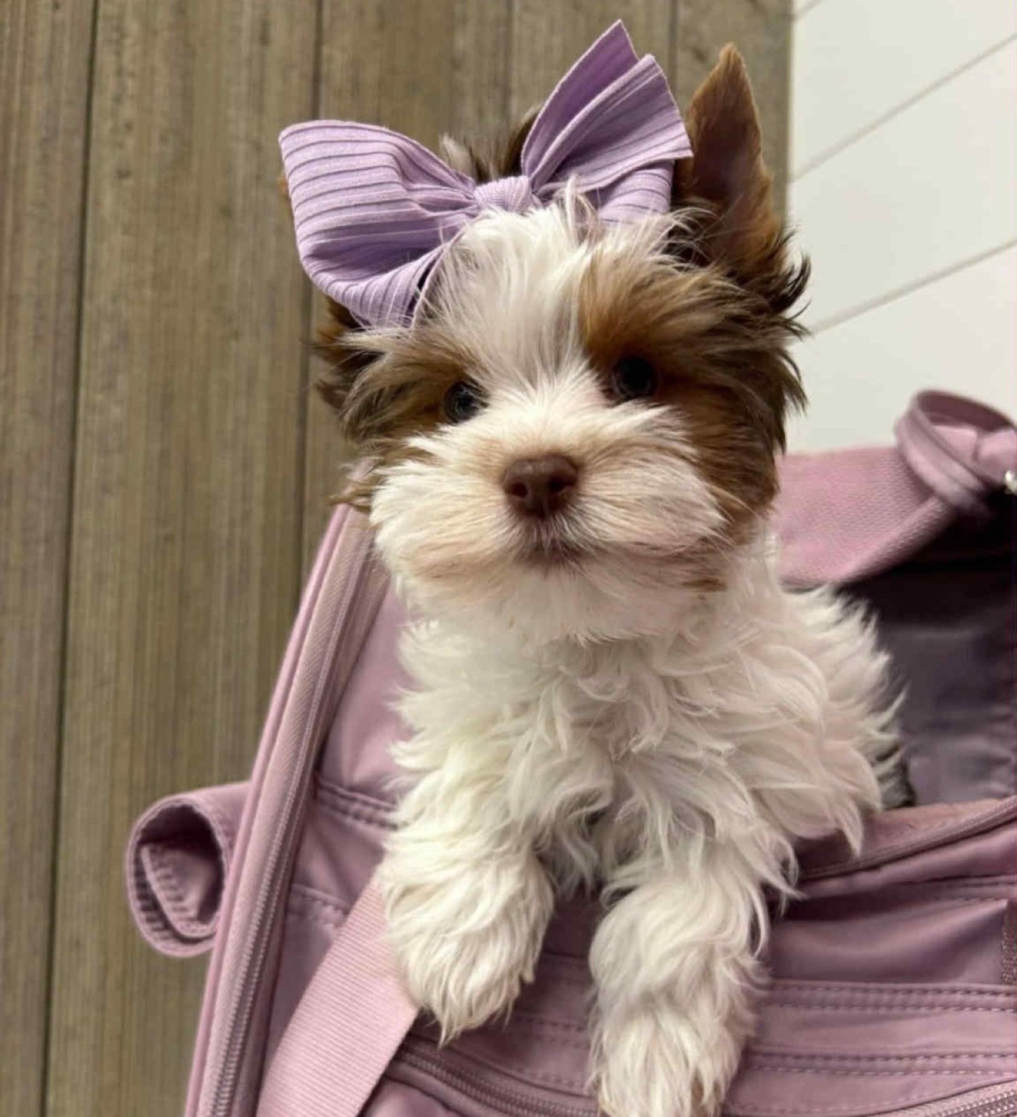 A XOXO Yorkie puppy with a lavender bow in a carrier