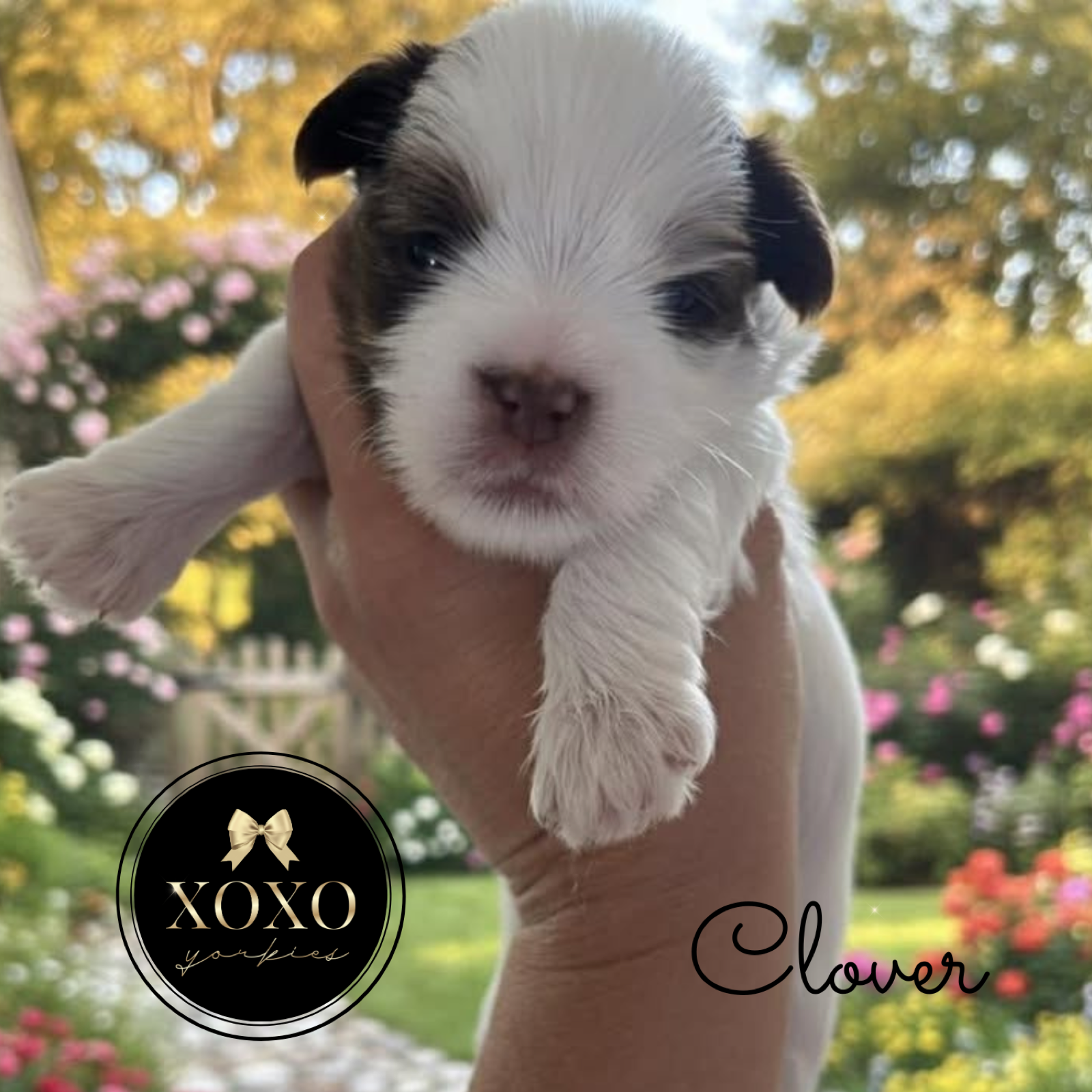 XOXO Yorkie
