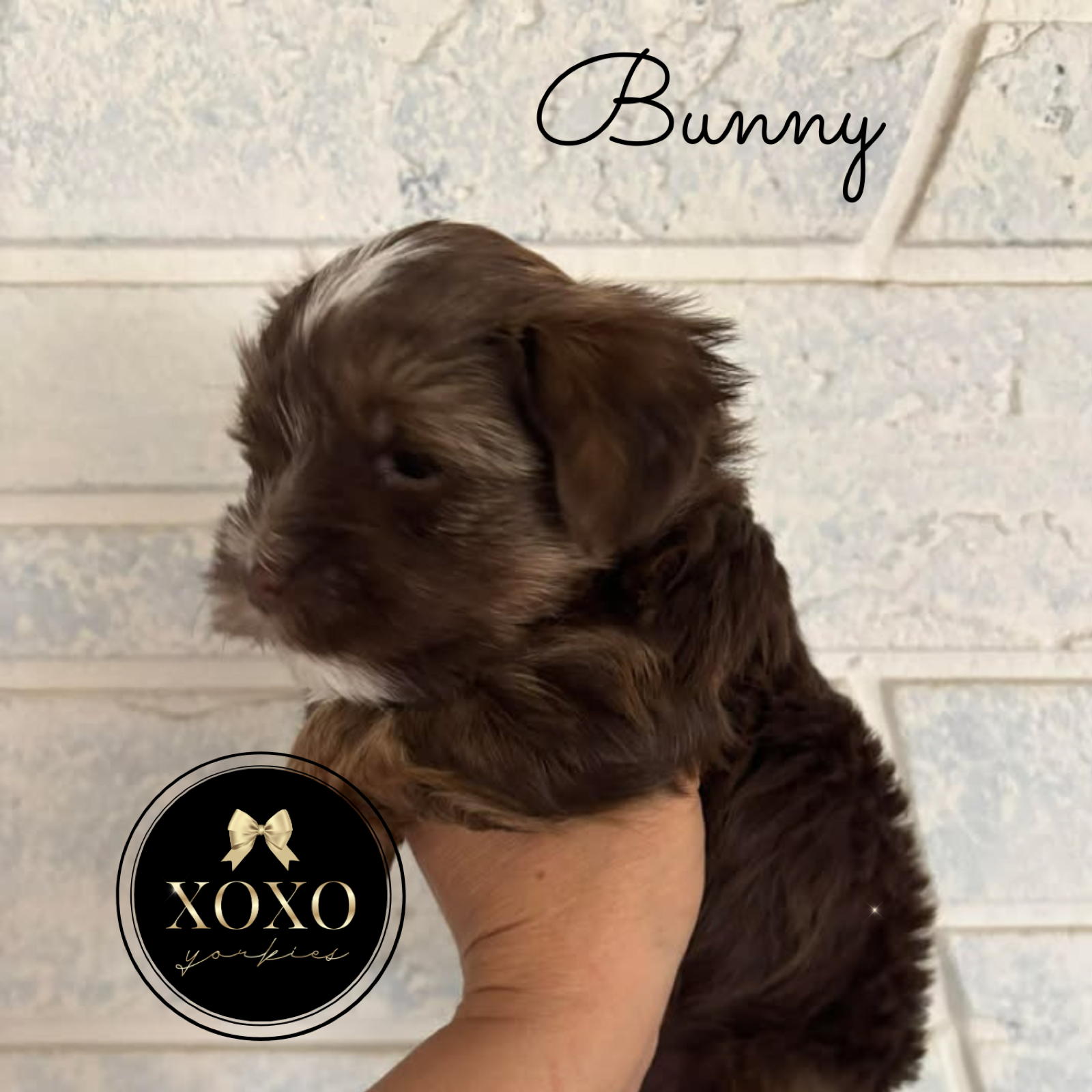 XOXO Yorkie
