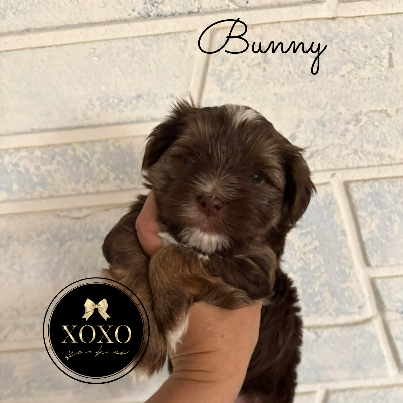 XOXO Yorkie