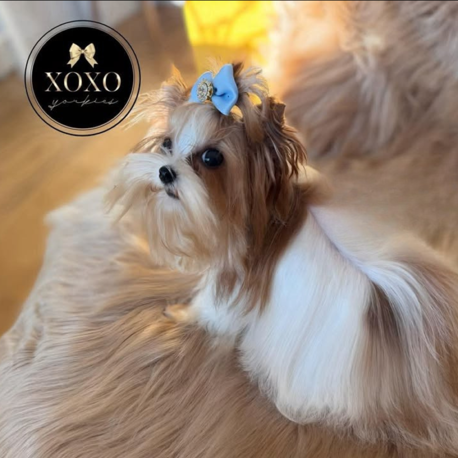 XOXO Yorkie