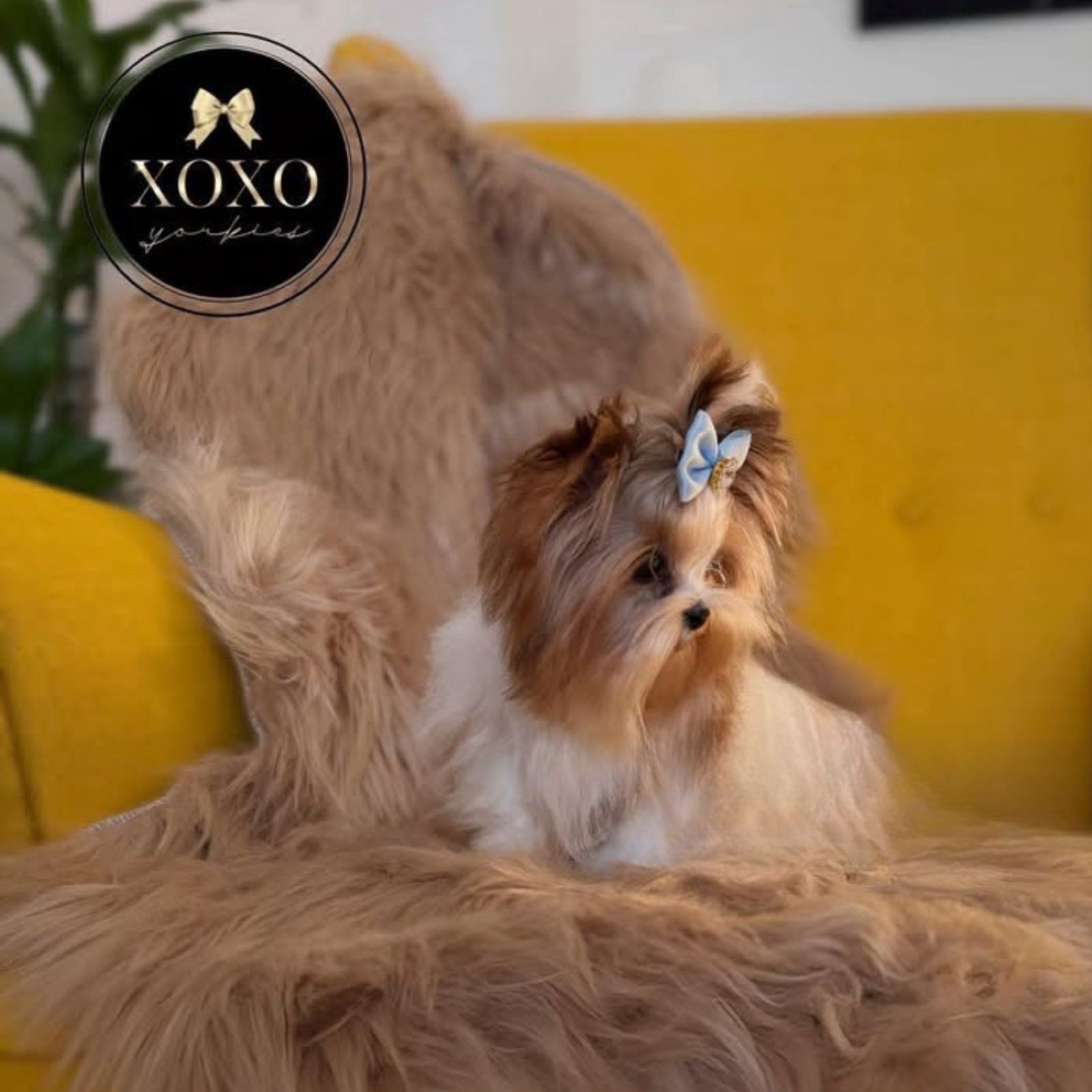 XOXO Yorkie
