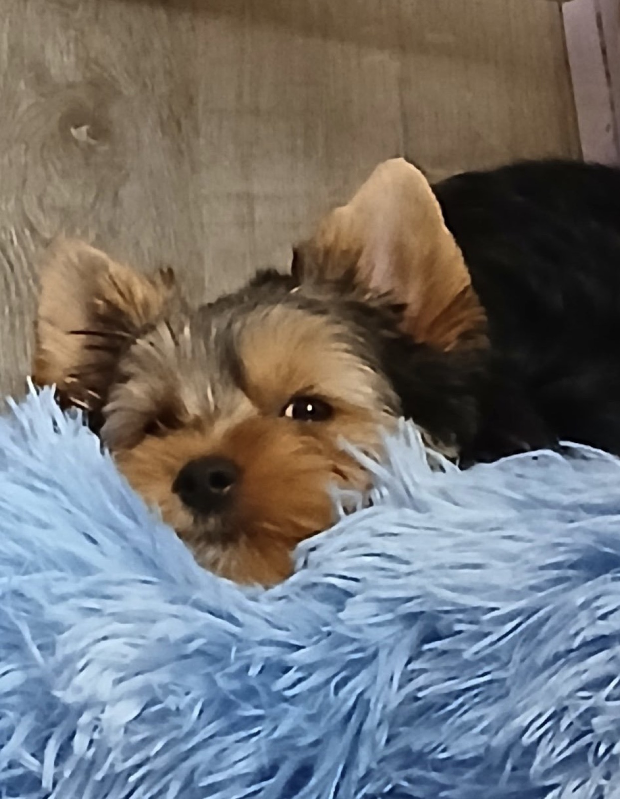 XOXO Yorkie