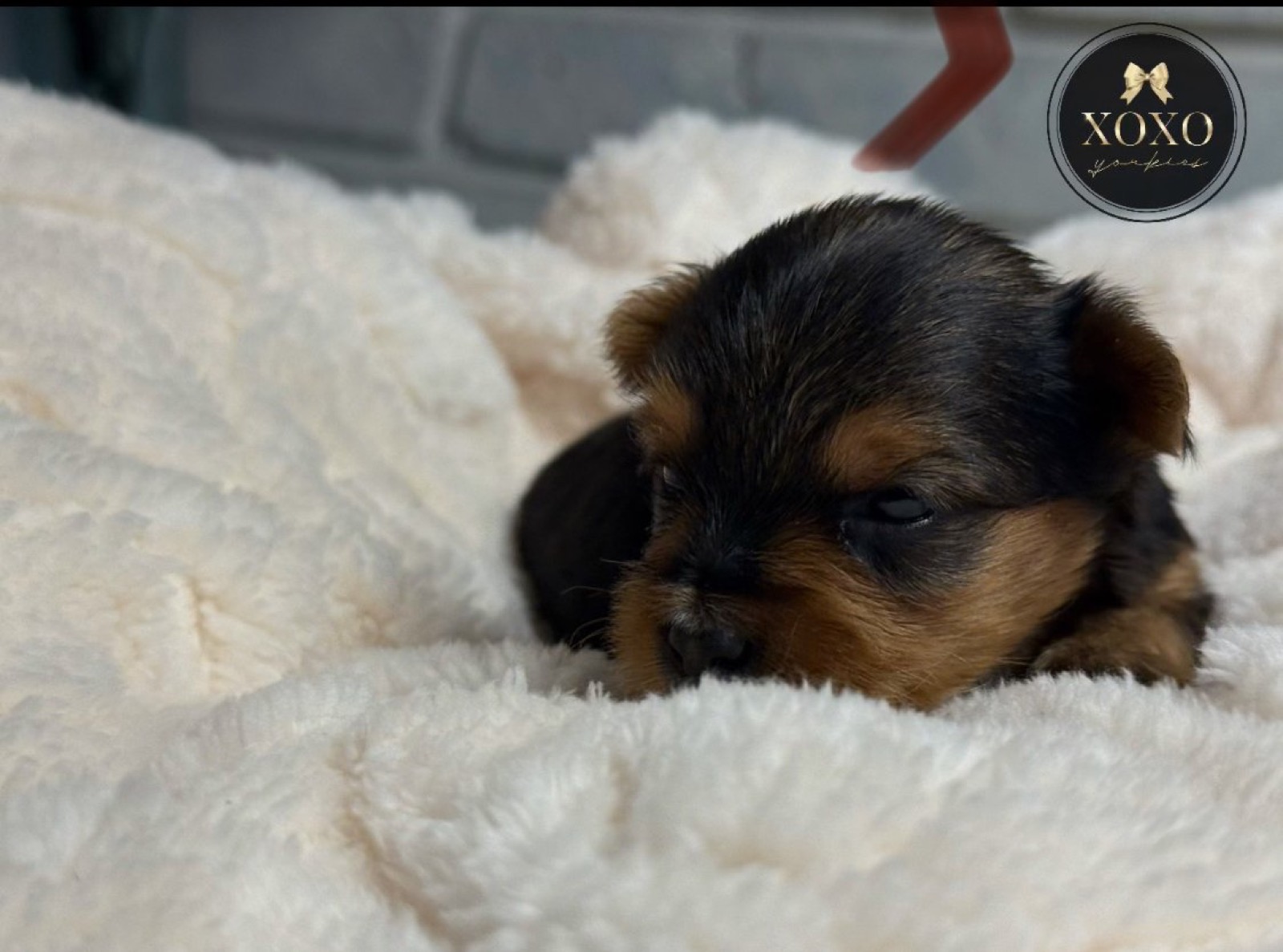 XOXO Yorkie