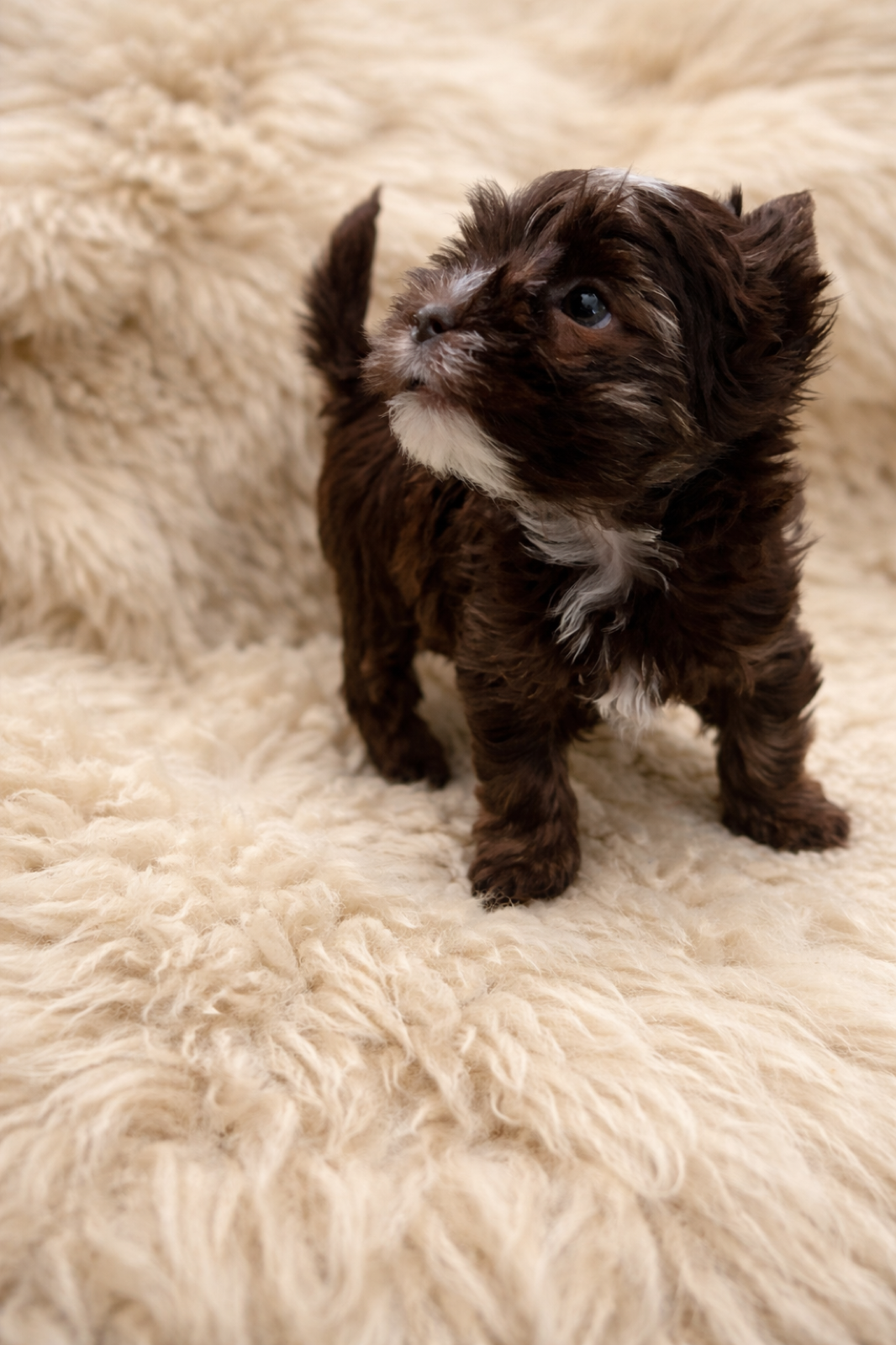 XOXO Yorkie