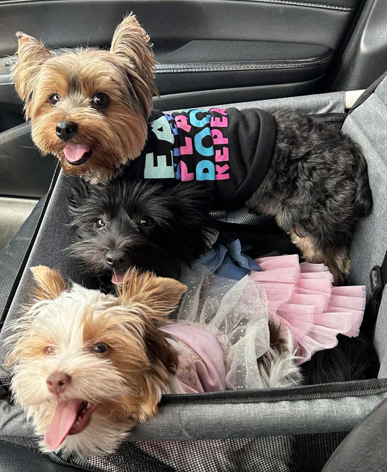 XOXO Yorkie