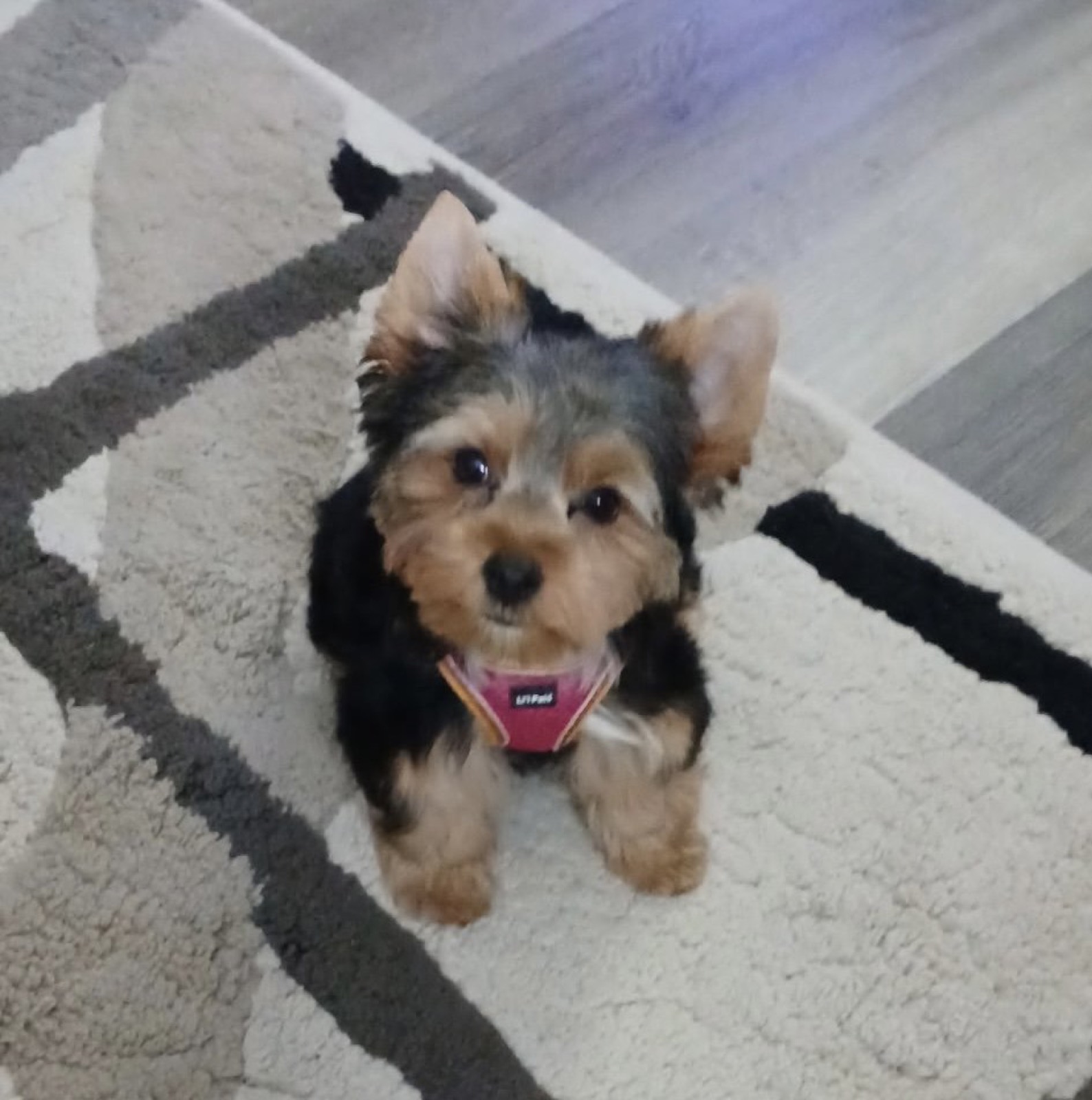 XOXO Yorkie