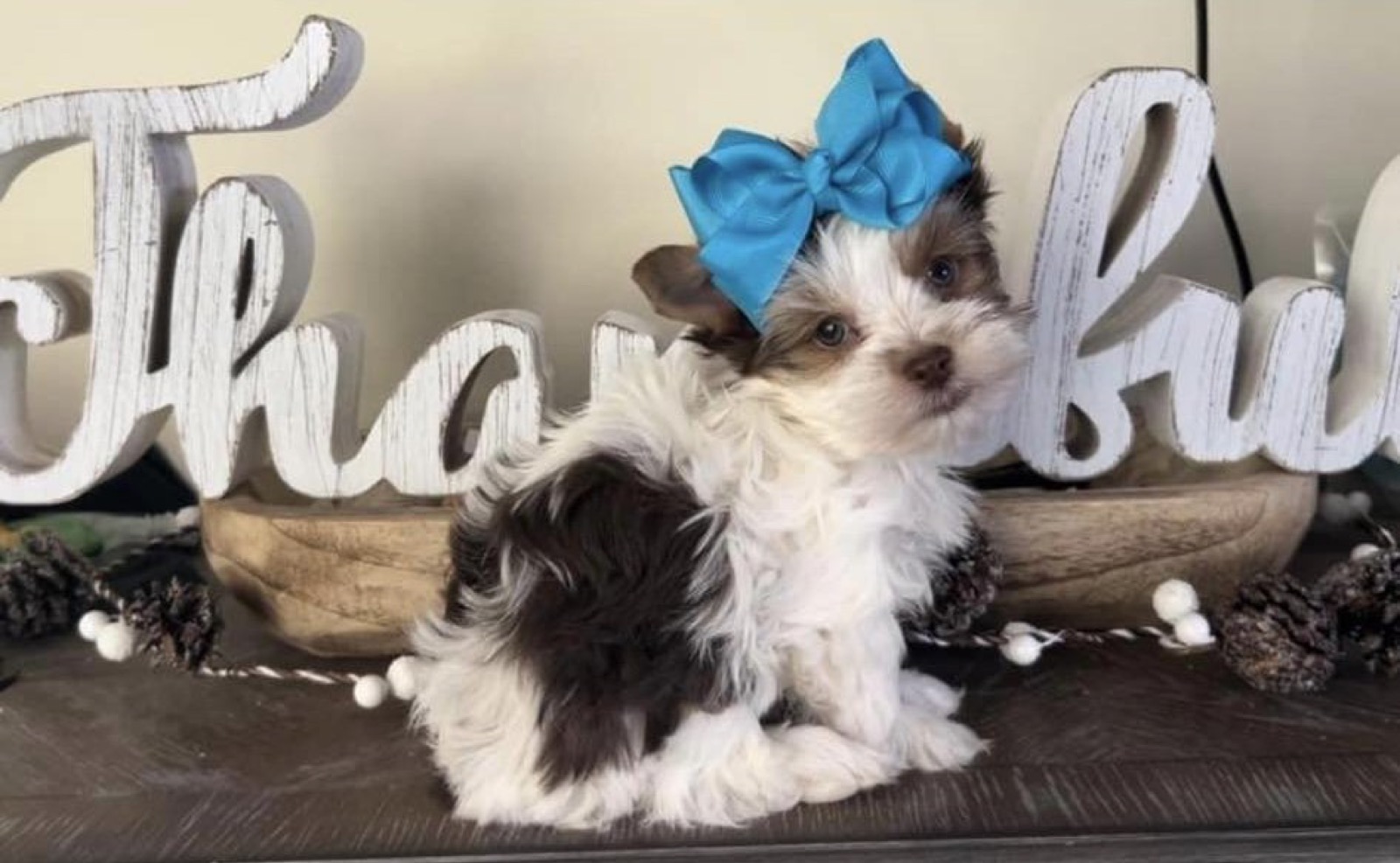 XOXO Yorkie