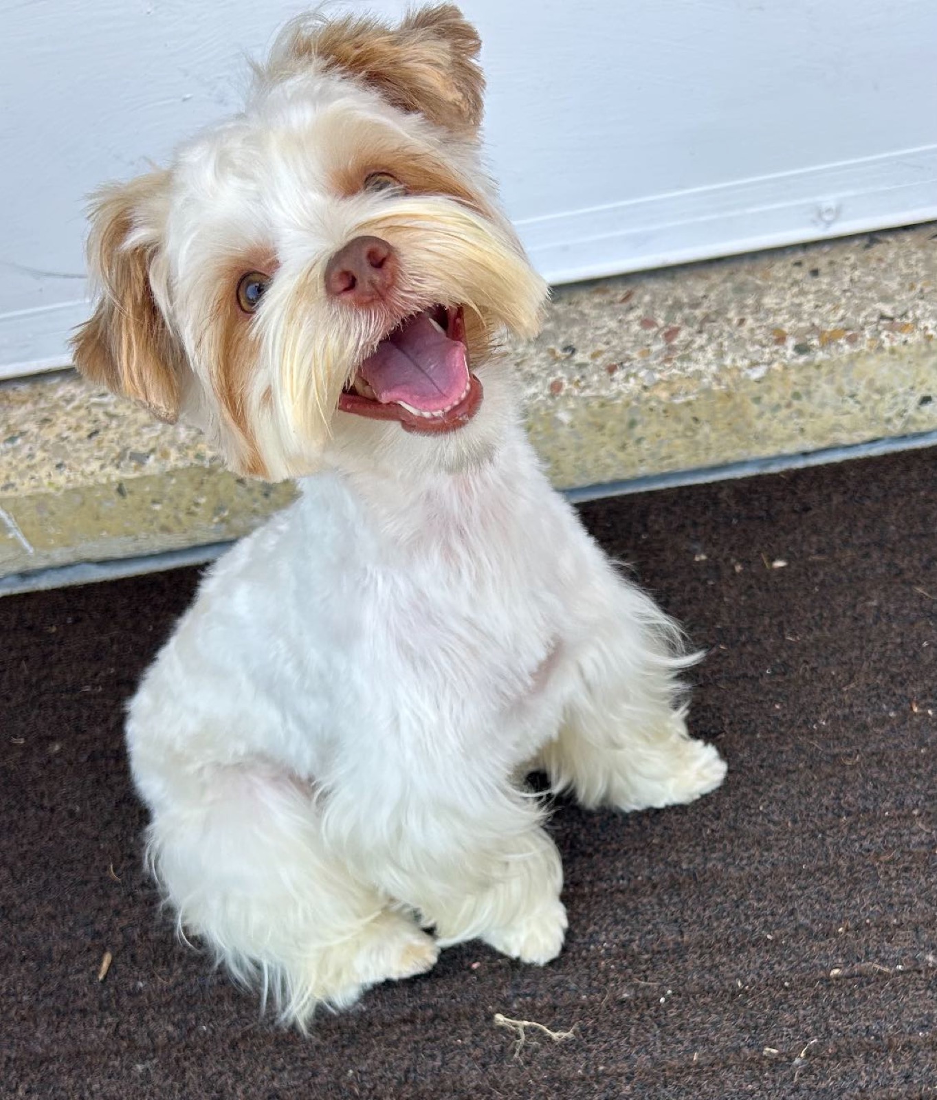 XOXO Yorkie