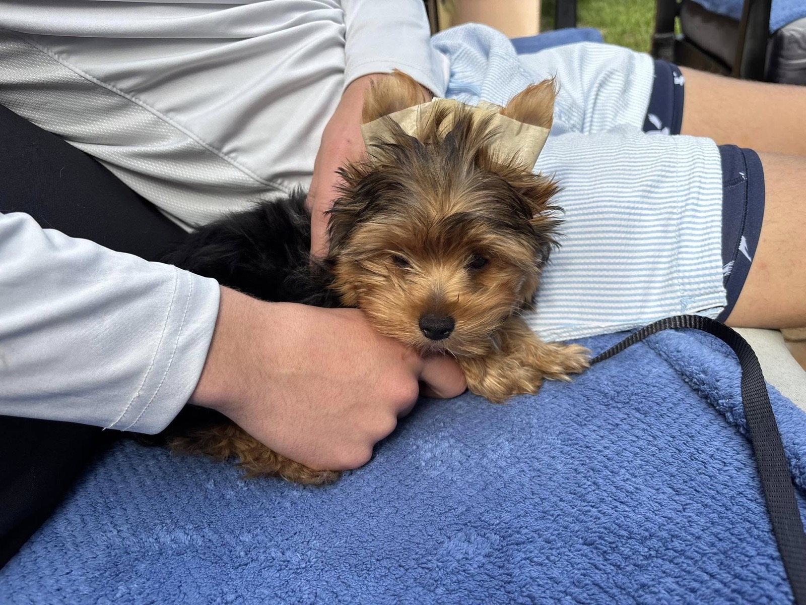 XOXO Yorkie