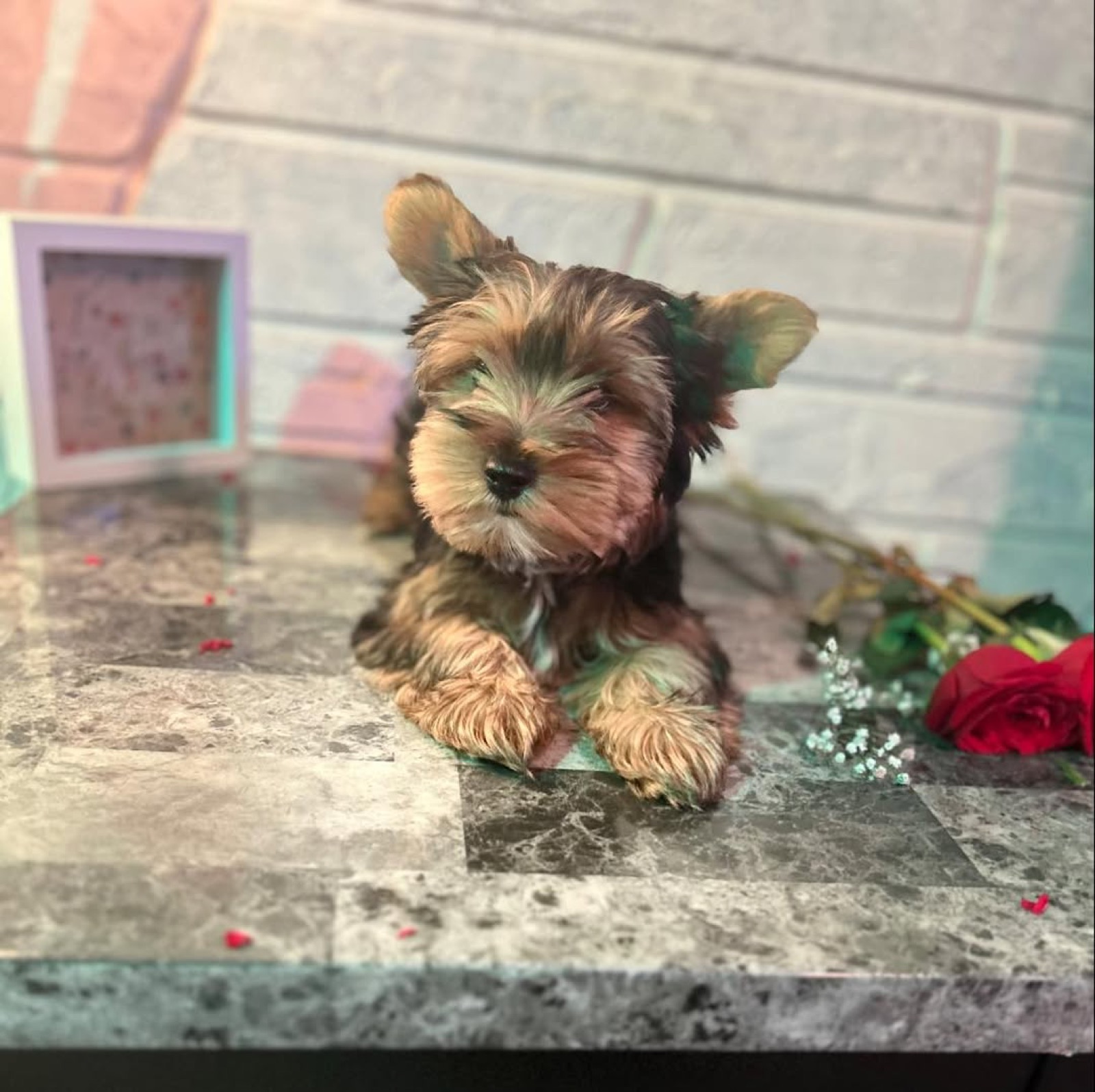 XOXO Yorkie