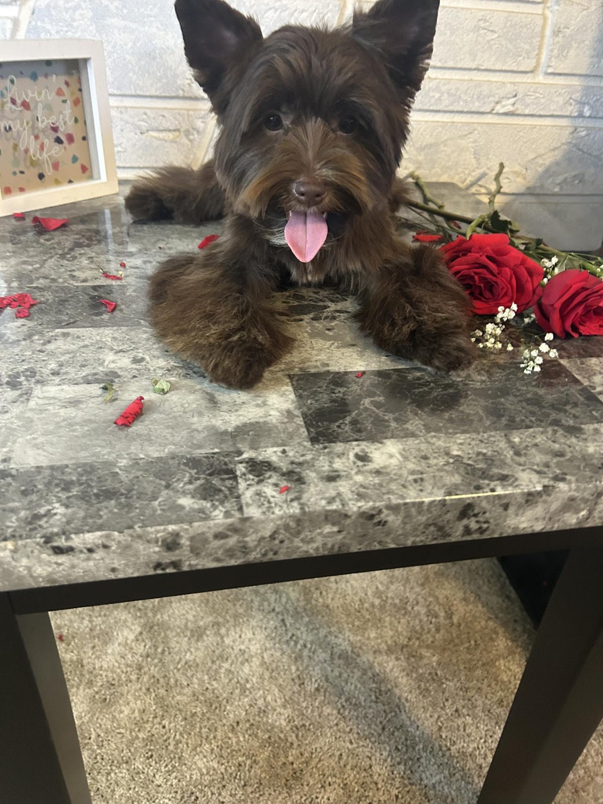 Myles — KB – Dark Chocolate and carries 1 copy of Parti