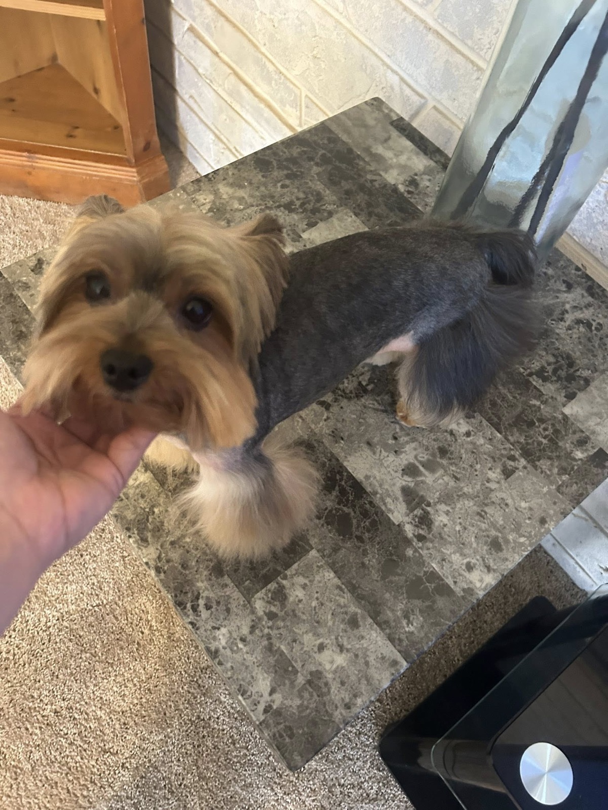Max — Traditional