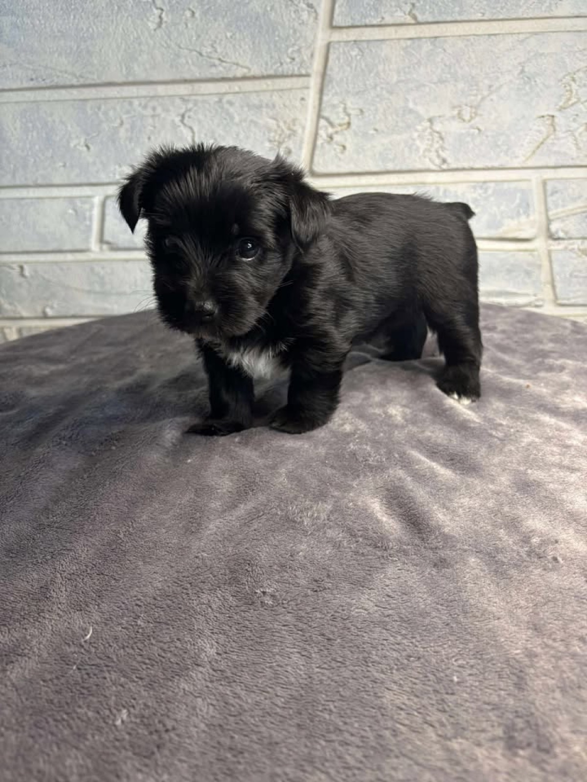 XOXO Yorkie
