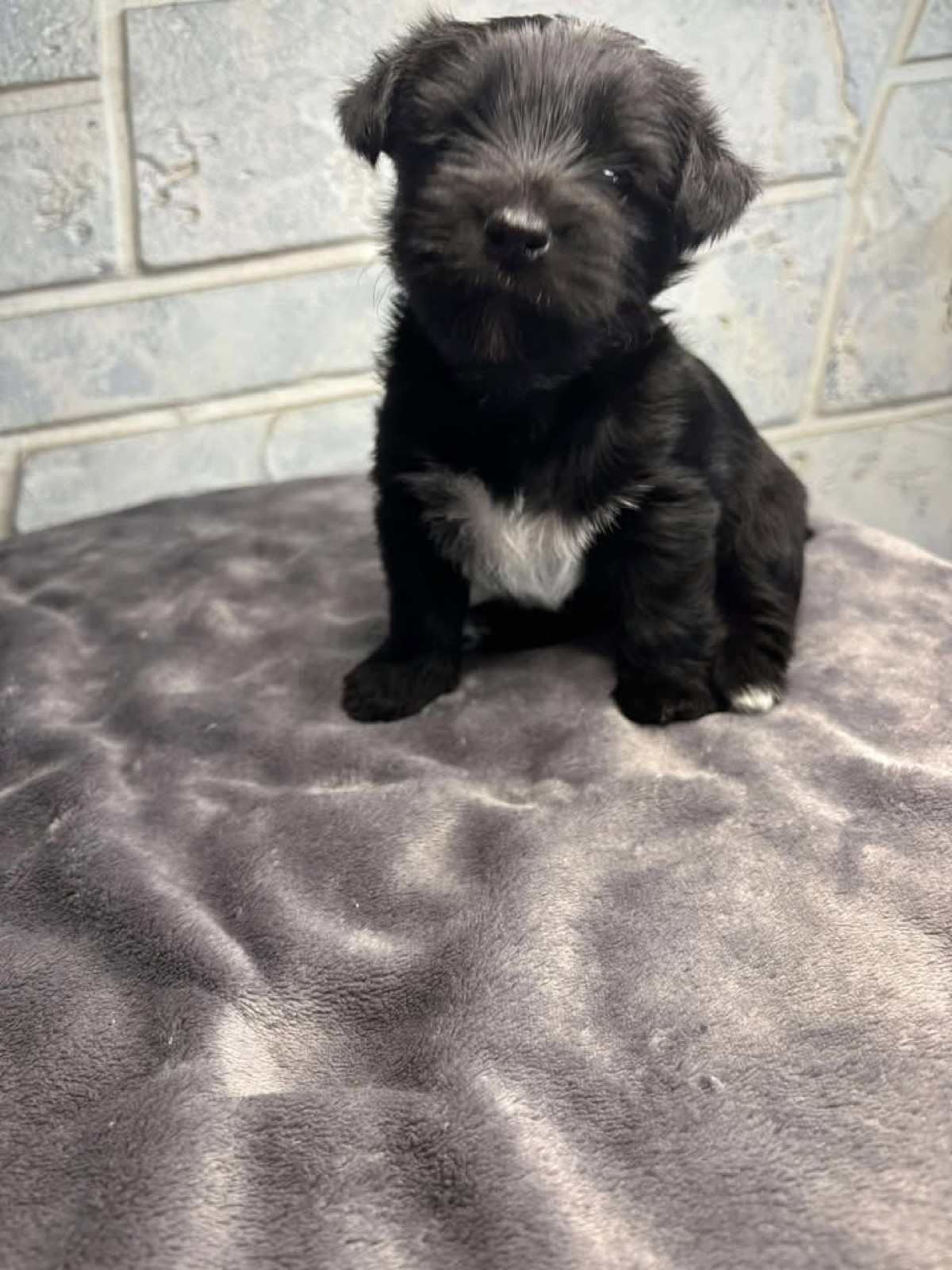 XOXO Yorkie