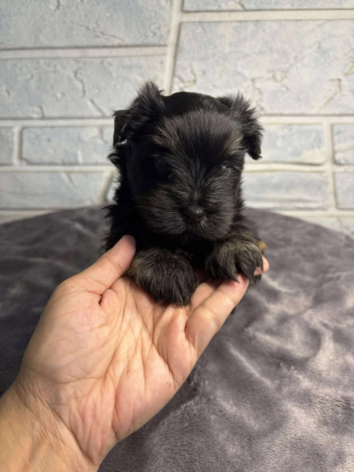 XOXO Yorkie