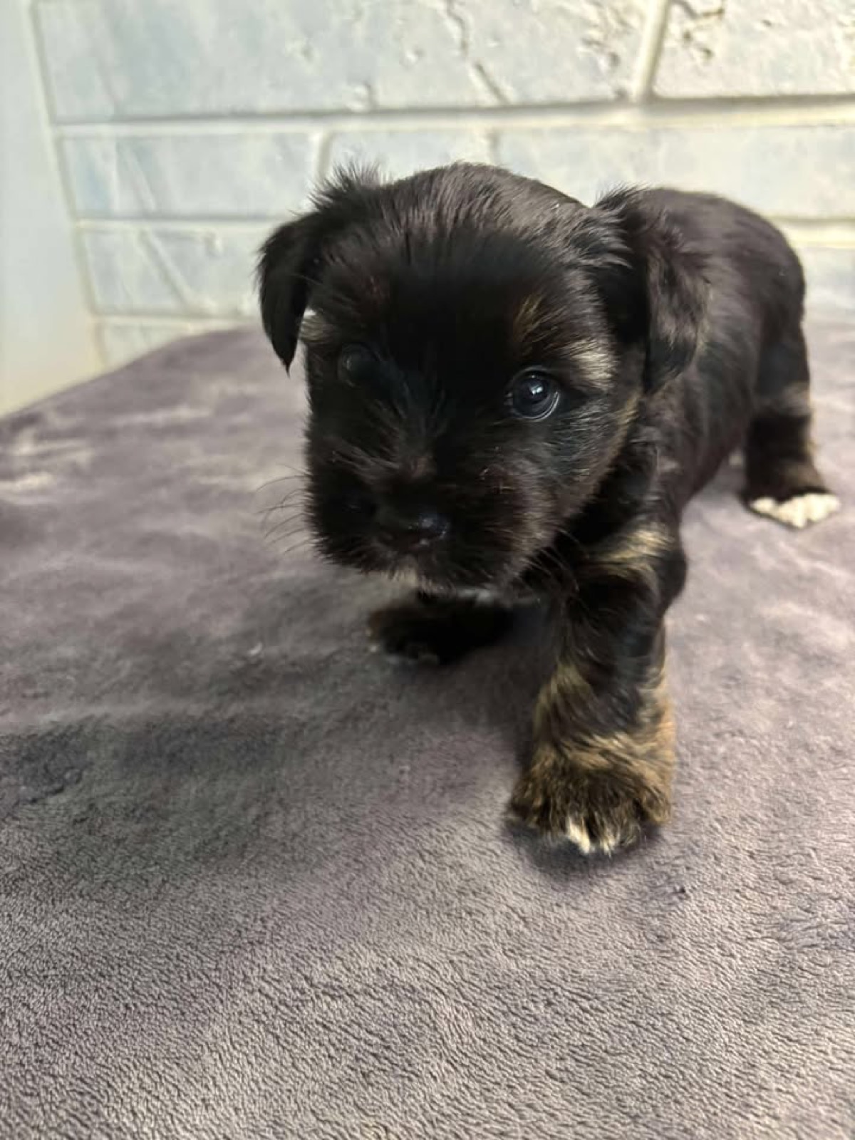 XOXO Yorkie