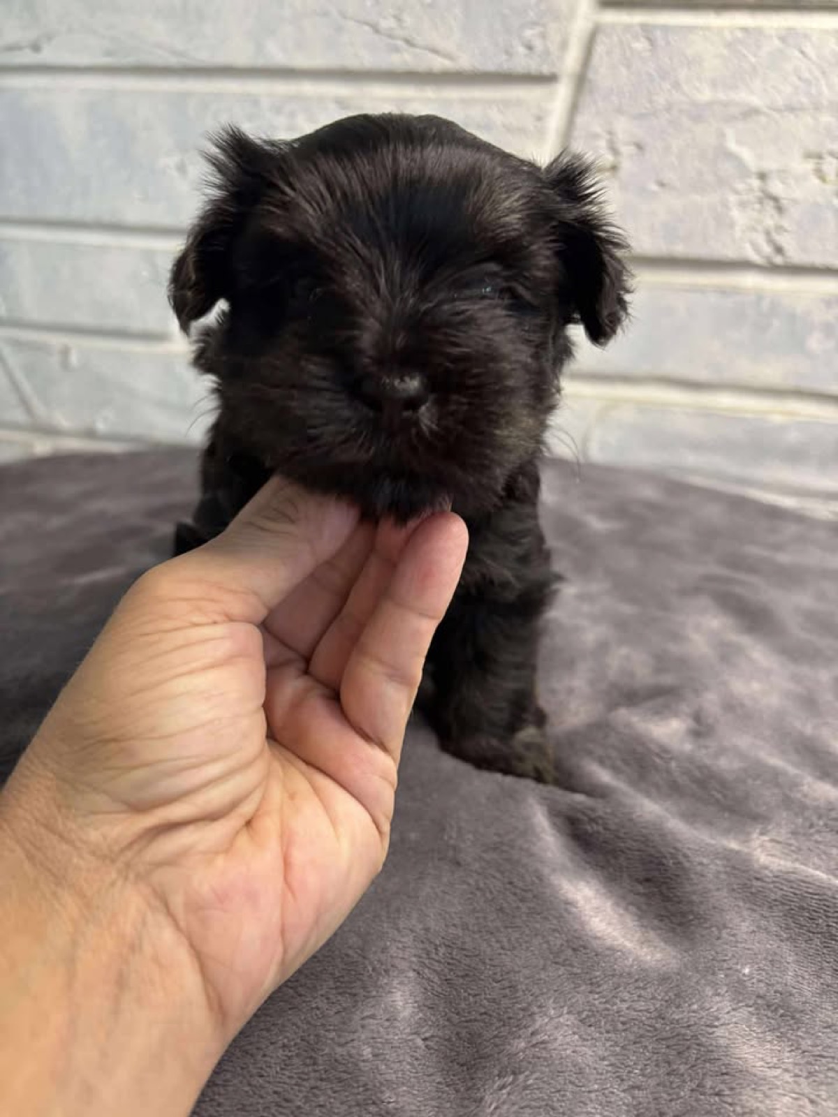 XOXO Yorkie