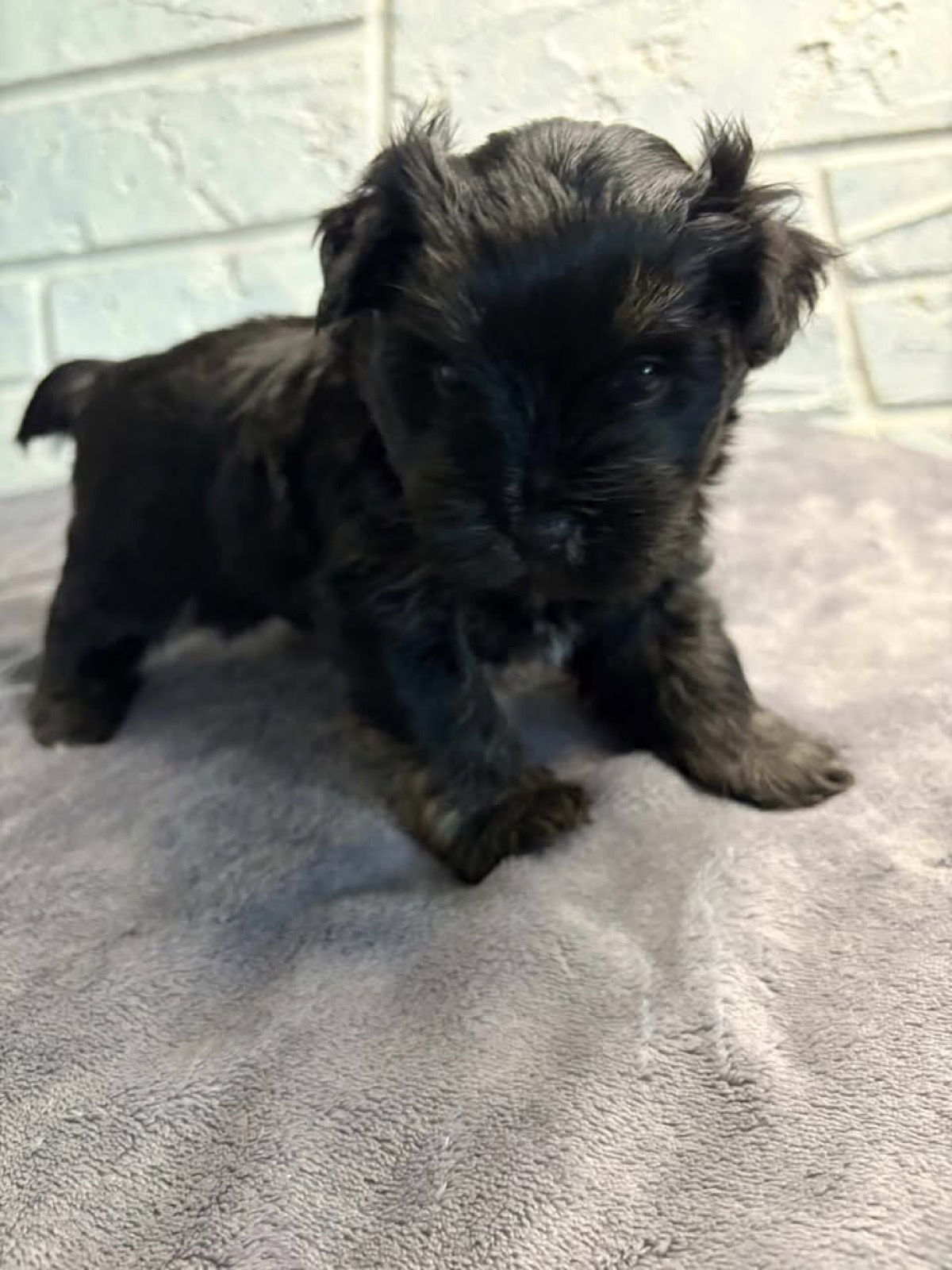 XOXO Yorkie