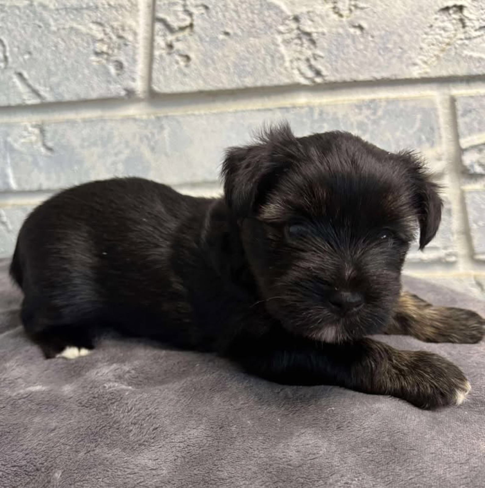 XOXO Yorkie