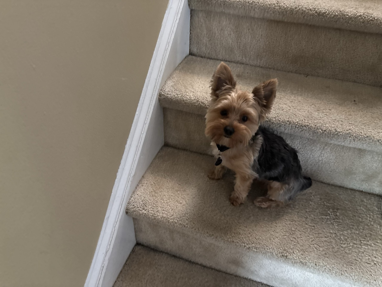 XOXO Yorkie