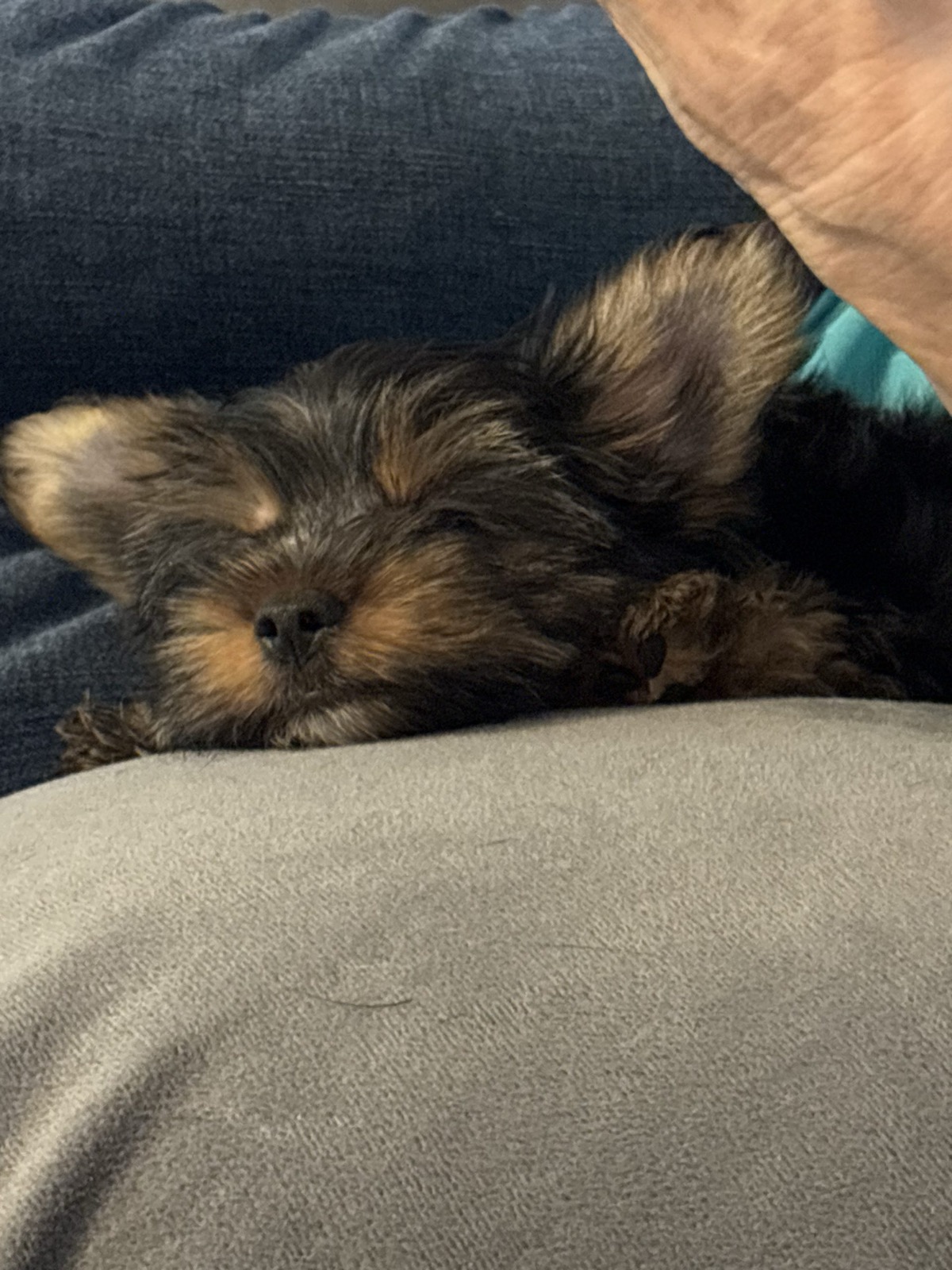 XOXO Yorkie