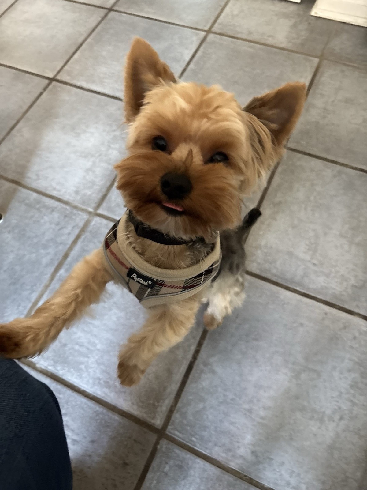 XOXO Yorkie