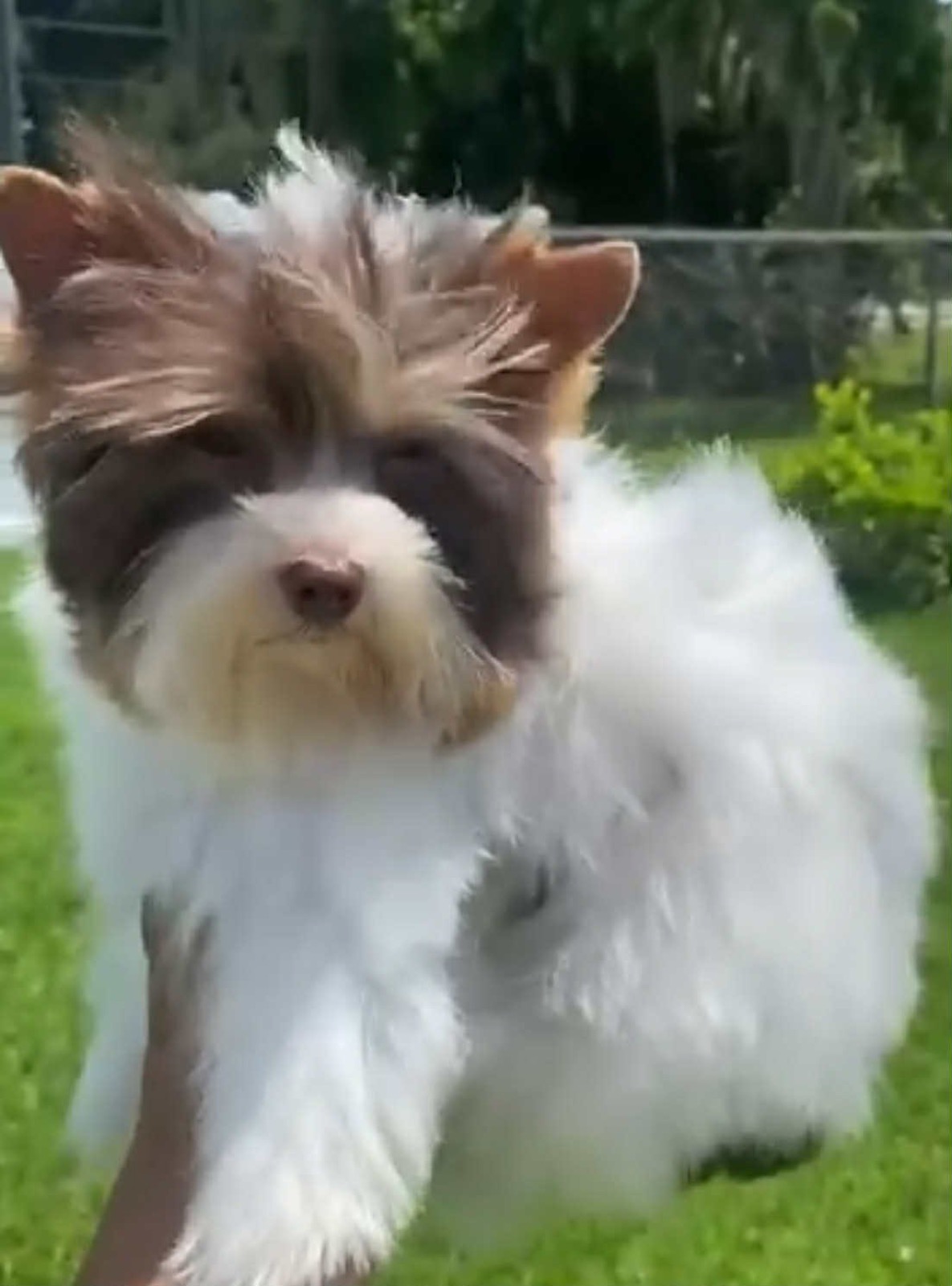 XOXO Yorkie