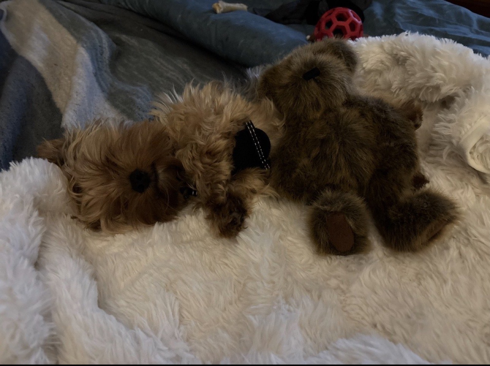 XOXO Yorkie