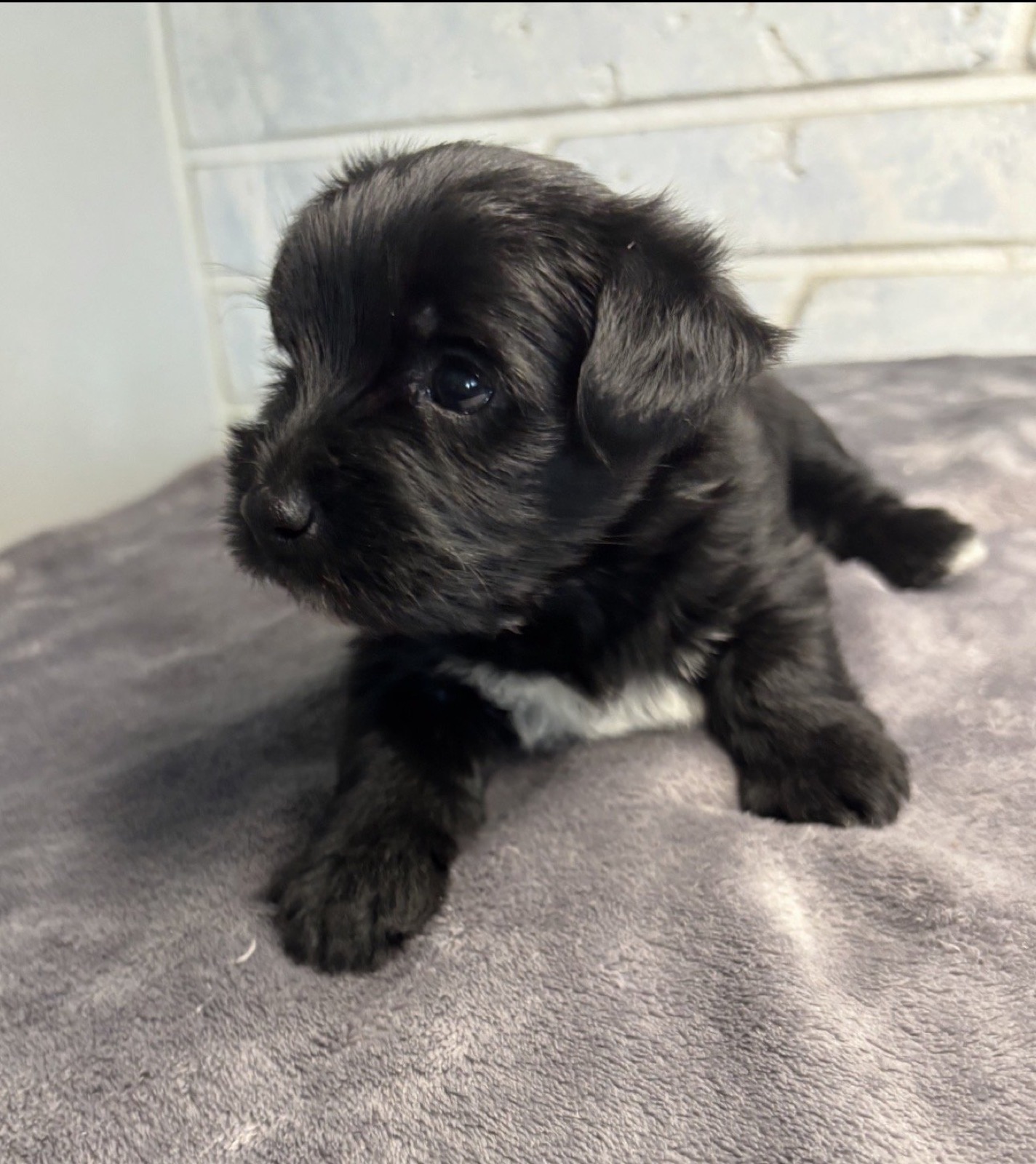 XOXO Yorkie