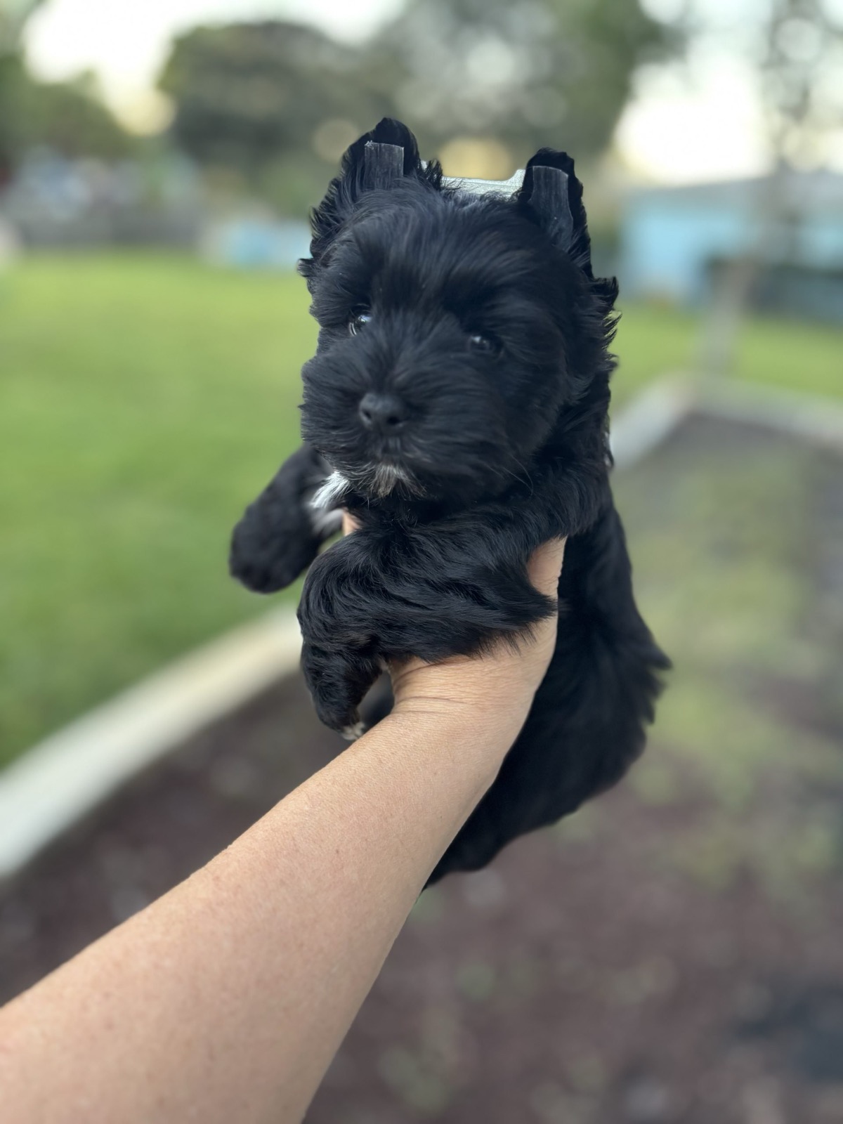 XOXO Yorkie