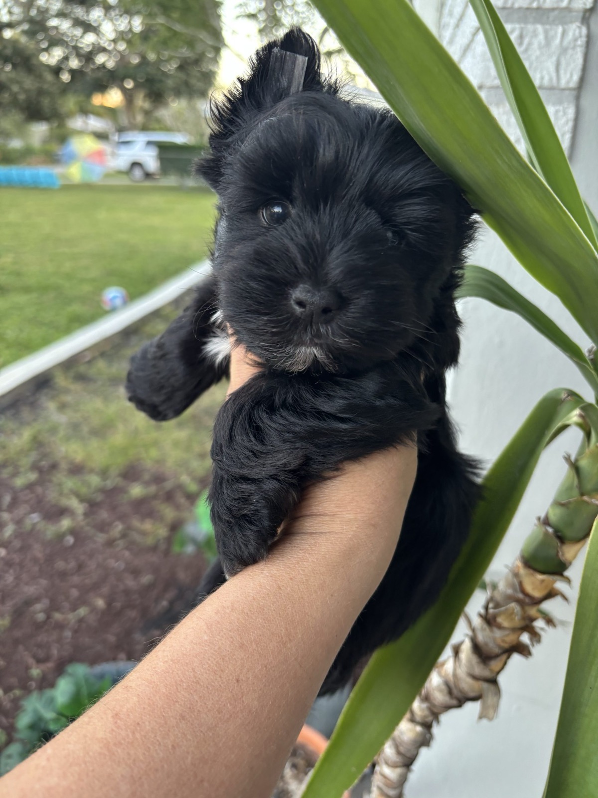 XOXO Yorkie