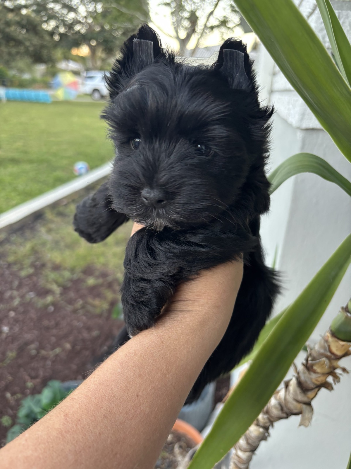 XOXO Yorkie