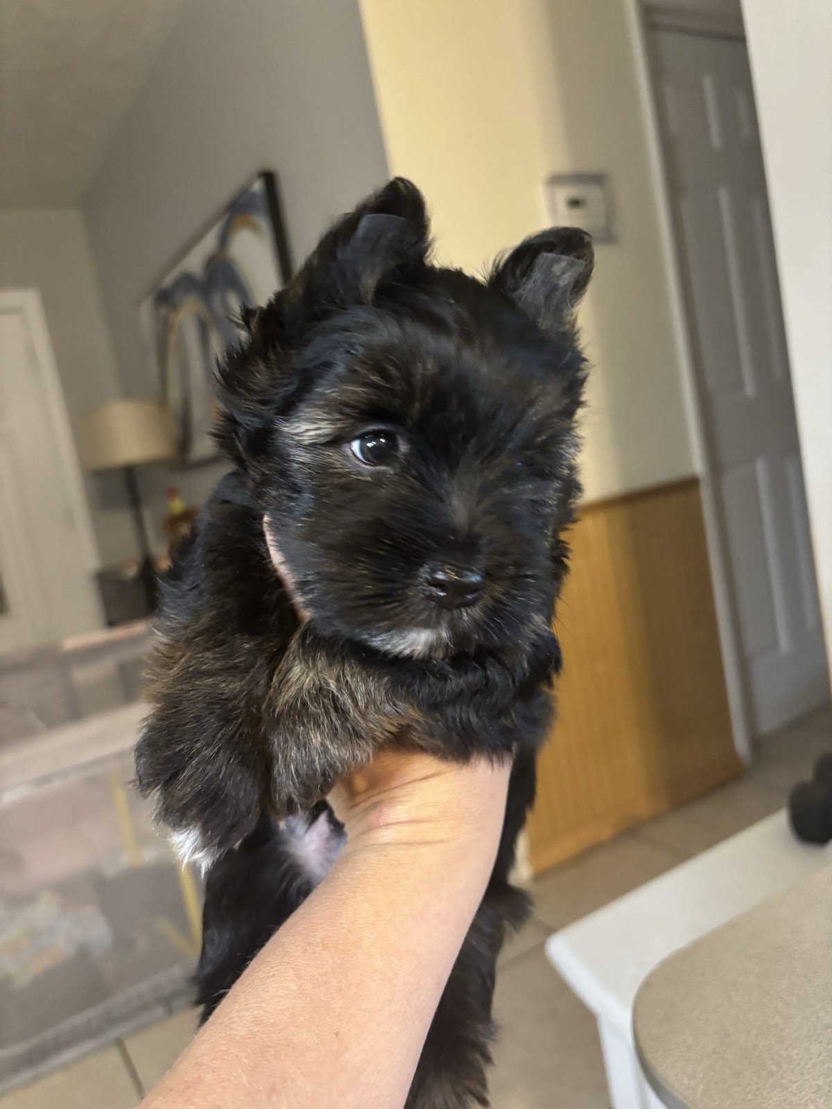 XOXO Yorkie