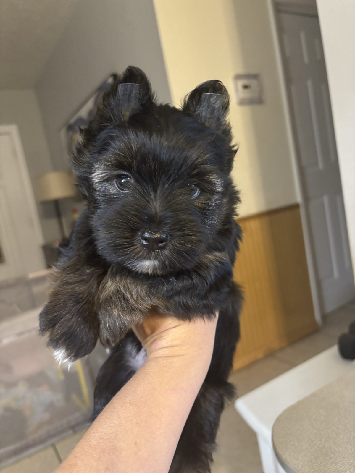 XOXO Yorkie
