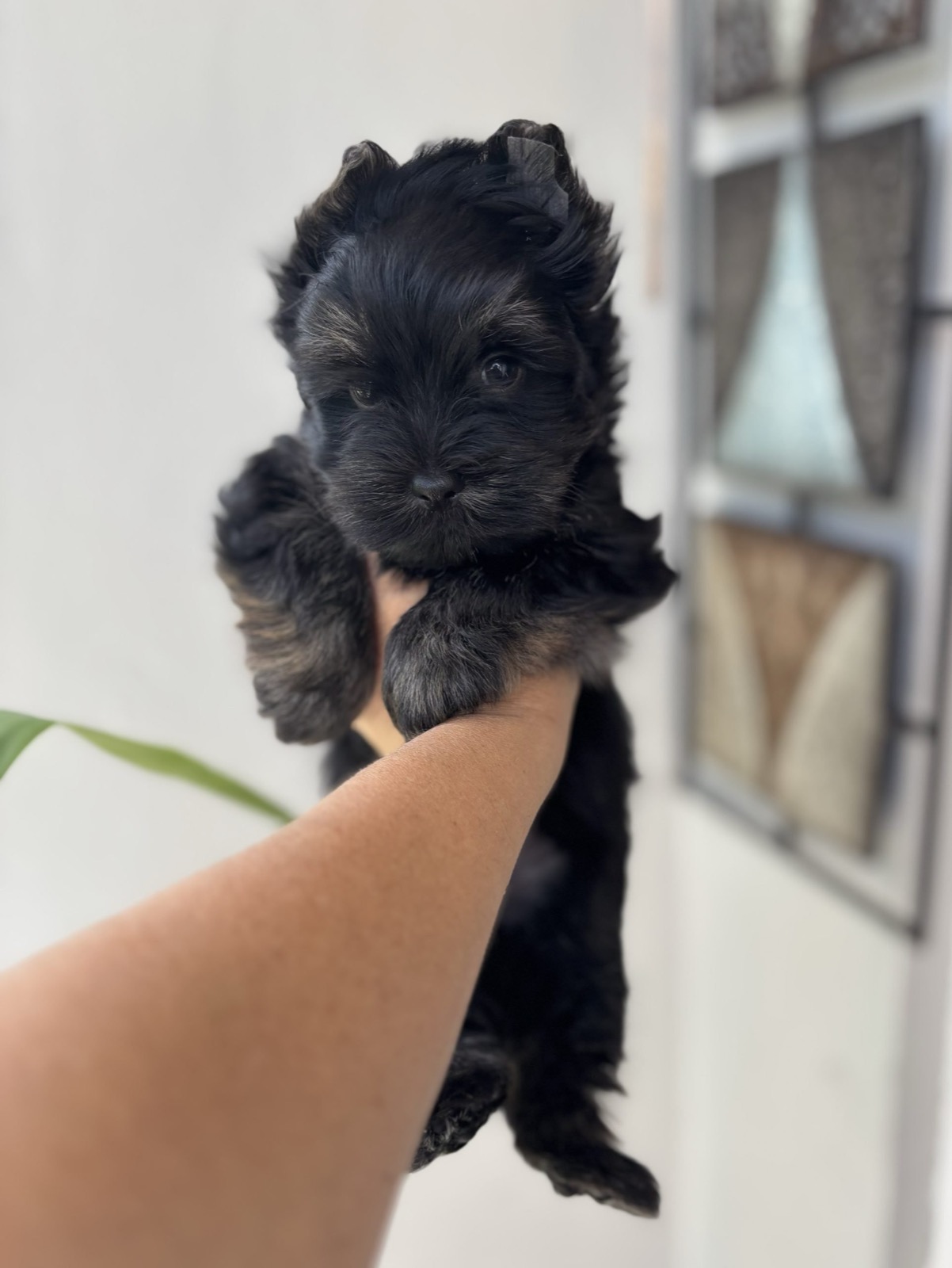 XOXO Yorkie