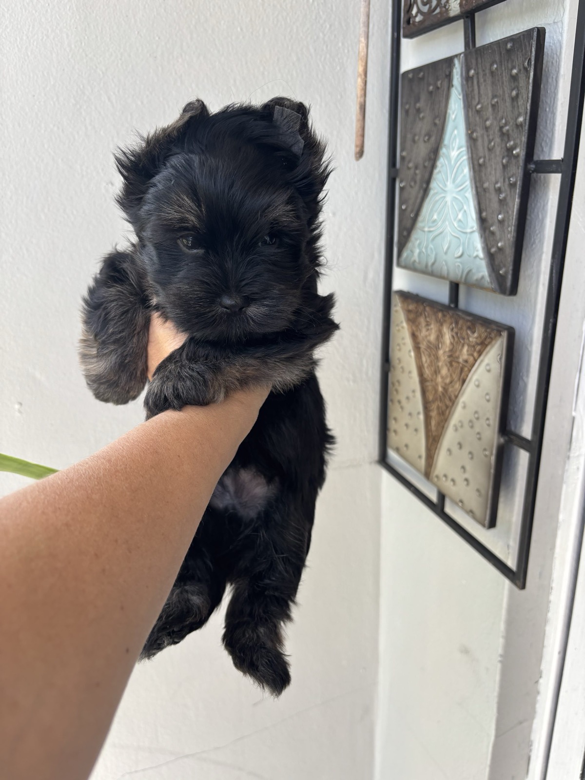 XOXO Yorkie