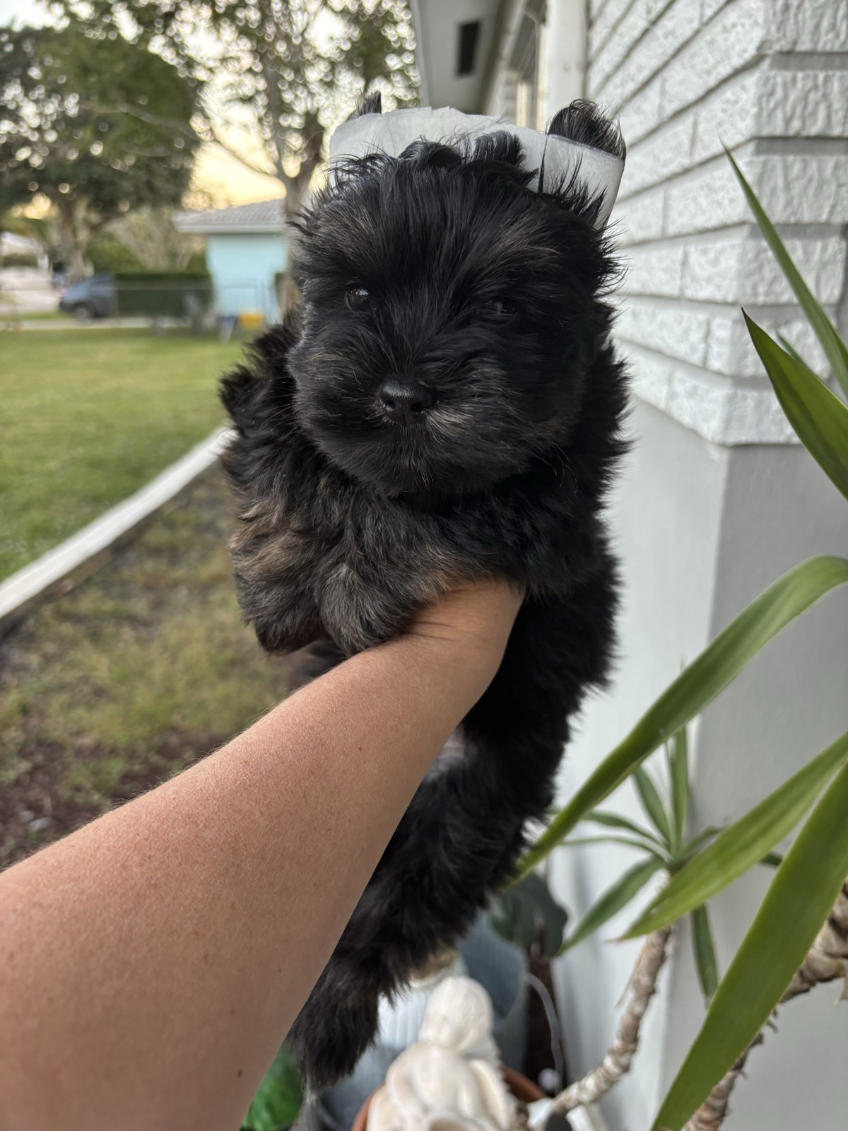 XOXO Yorkie
