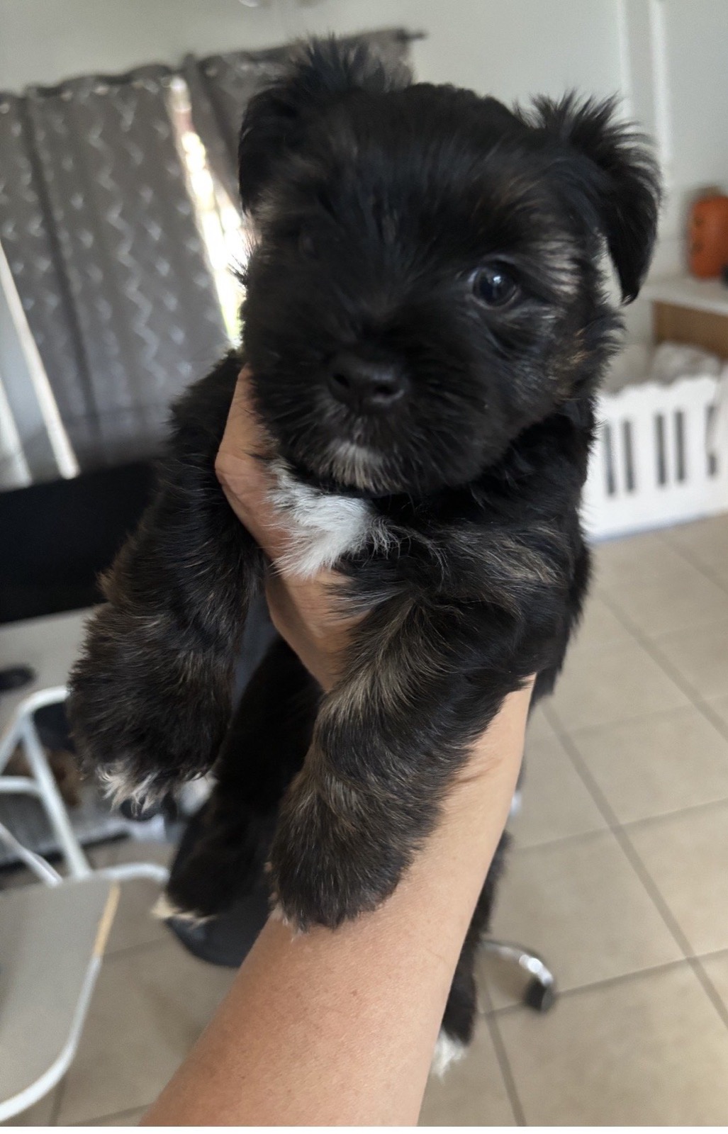 XOXO Yorkie