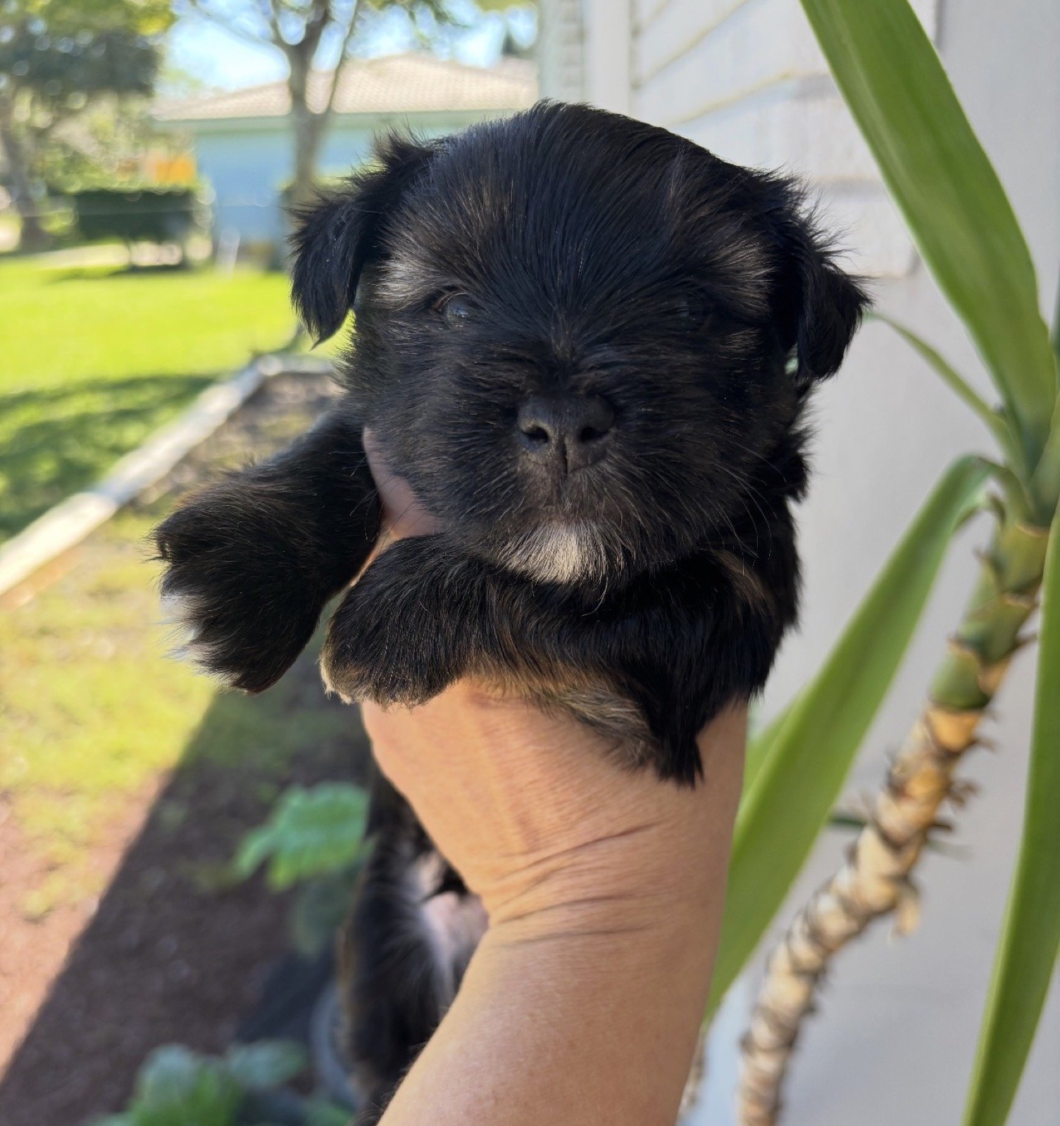 XOXO Yorkie