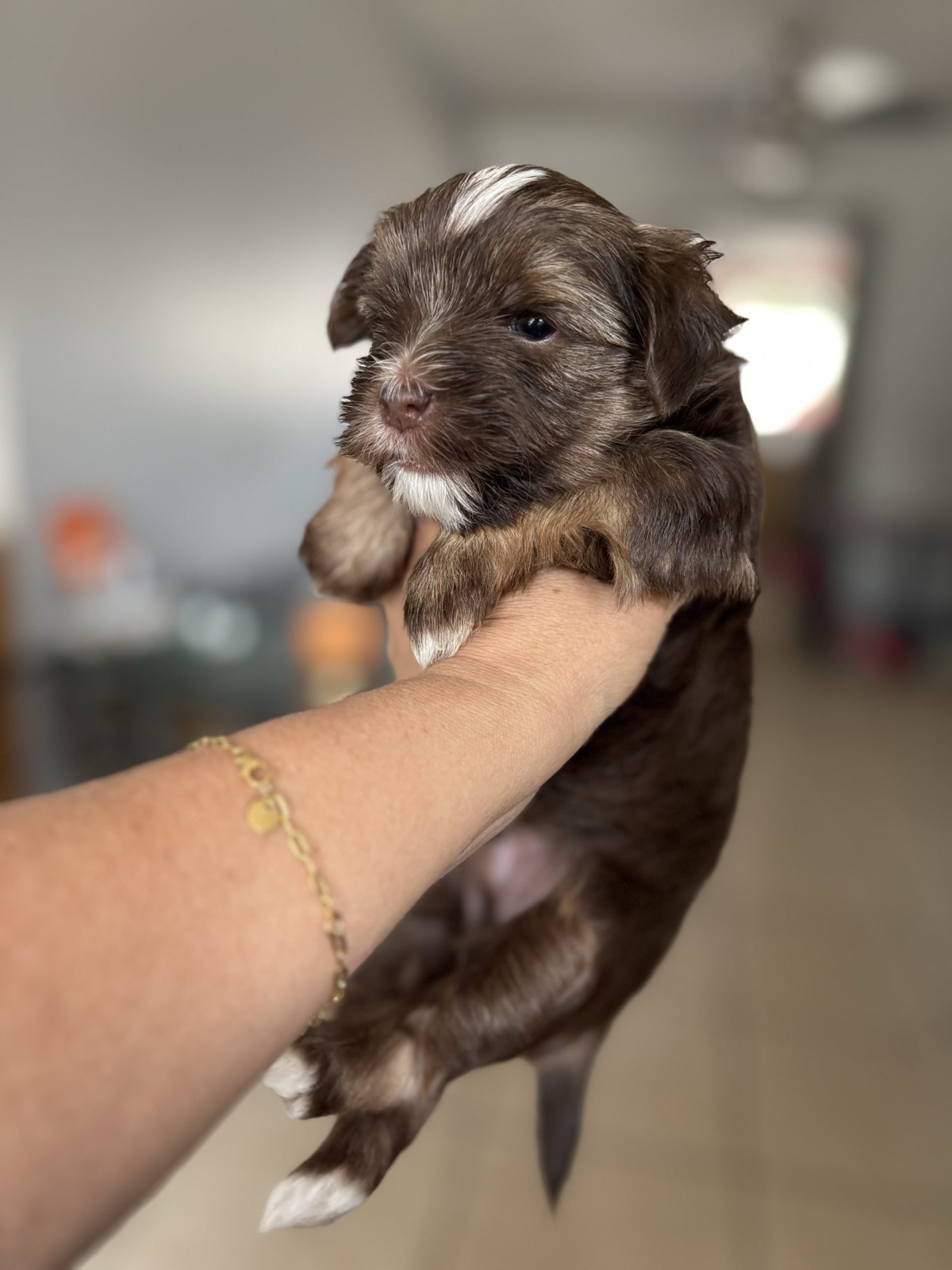 XOXO Yorkie