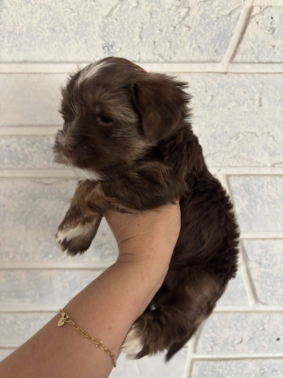 XOXO Yorkie