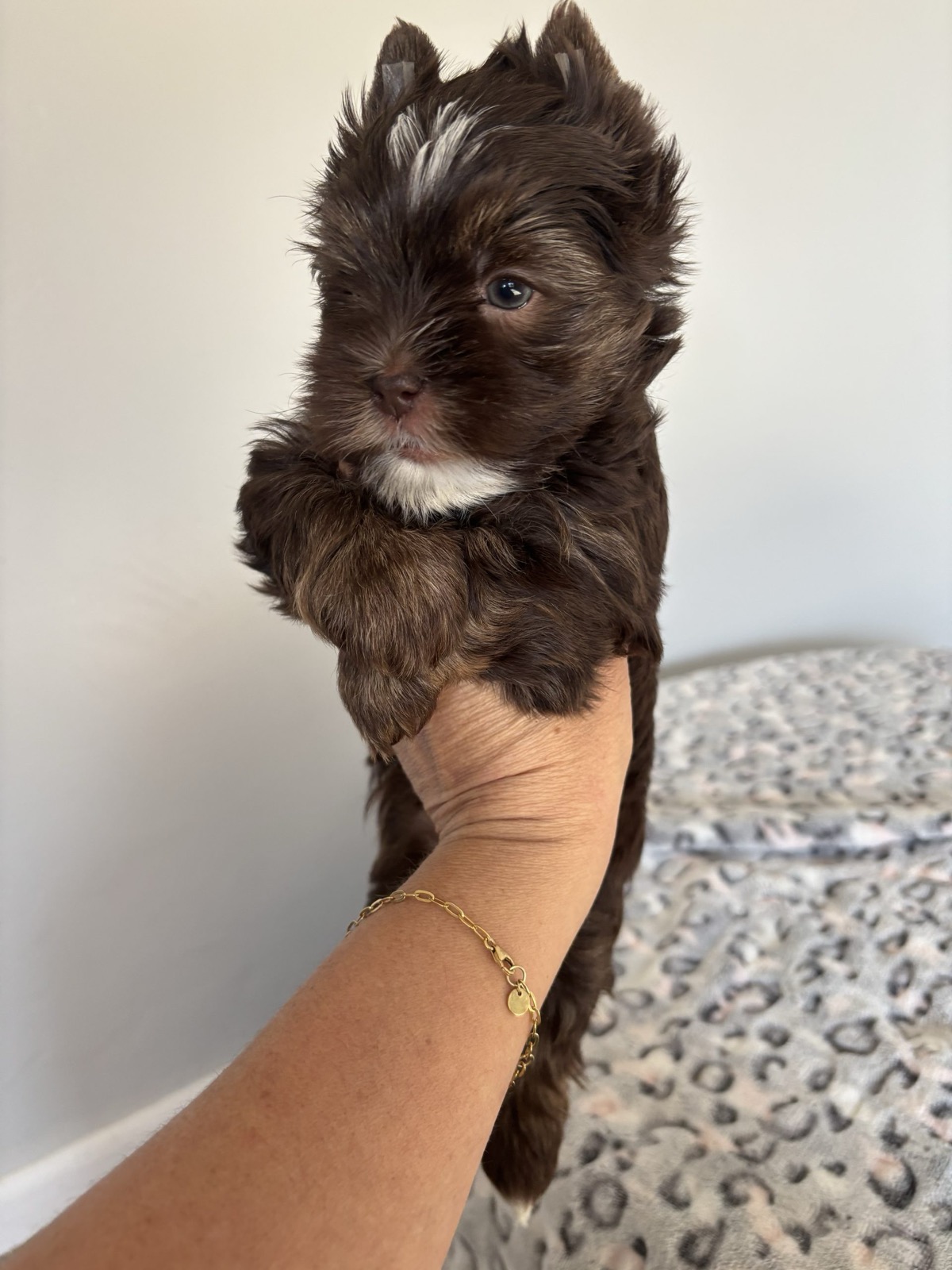 XOXO Yorkie