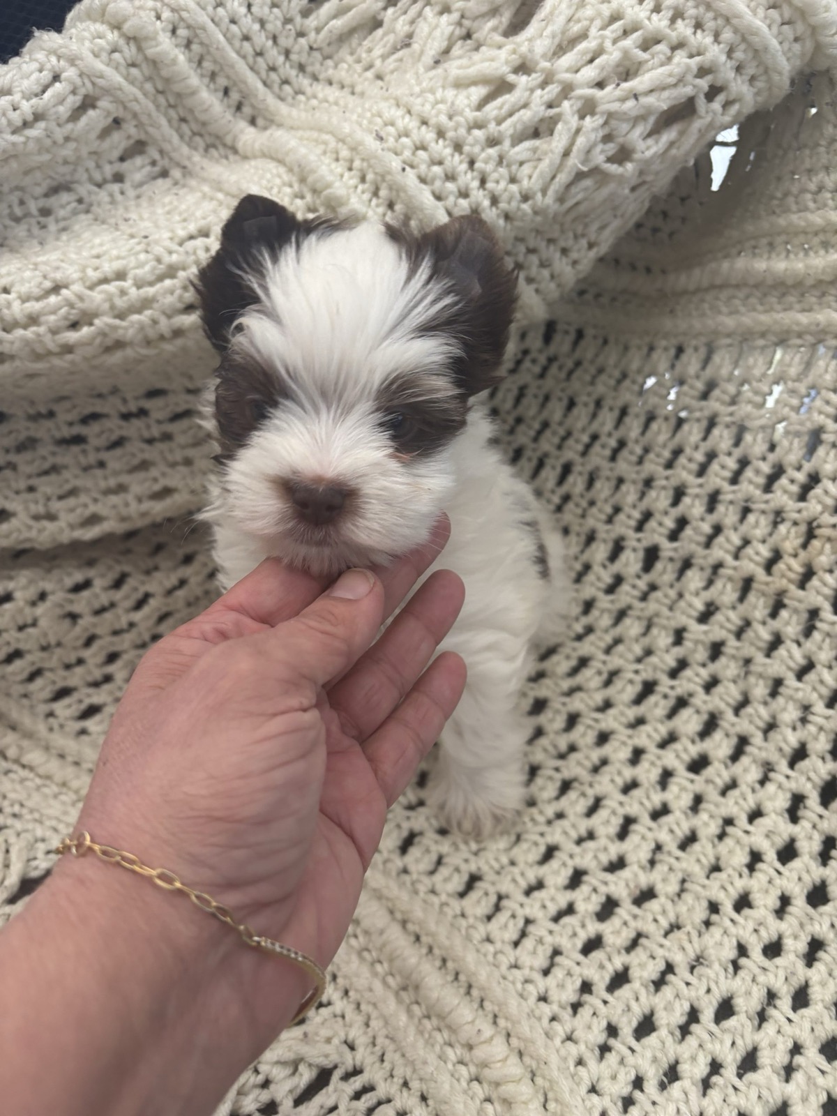 XOXO Yorkie
