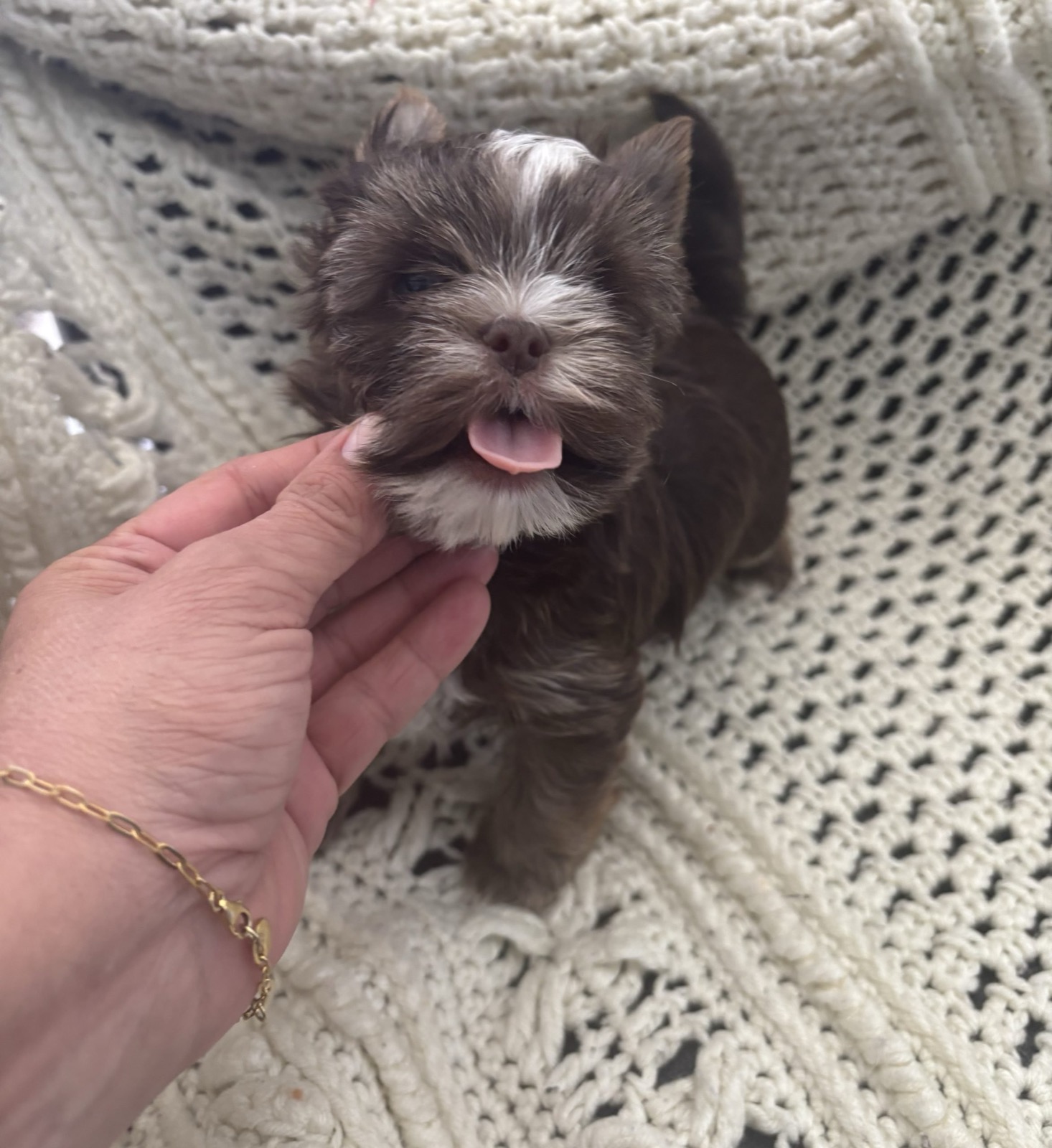 XOXO Yorkie
